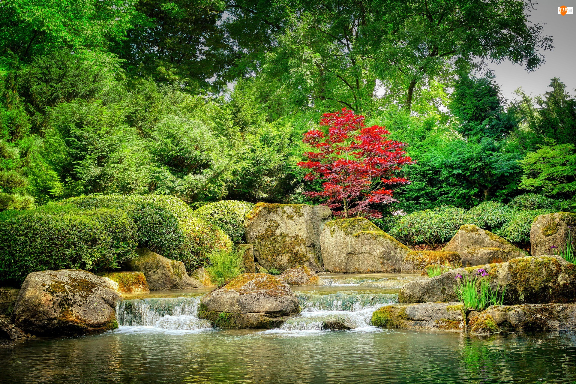 Potok, Ogród japoński, Głazy, Krzewy, Kamienie, Drzewa