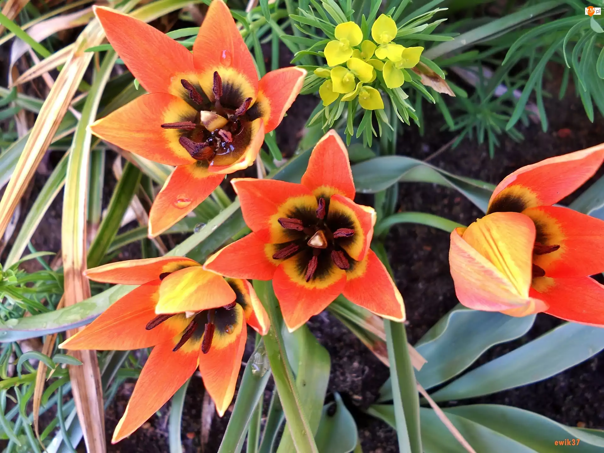 Tulipany, Drobne, Pomarańczowe