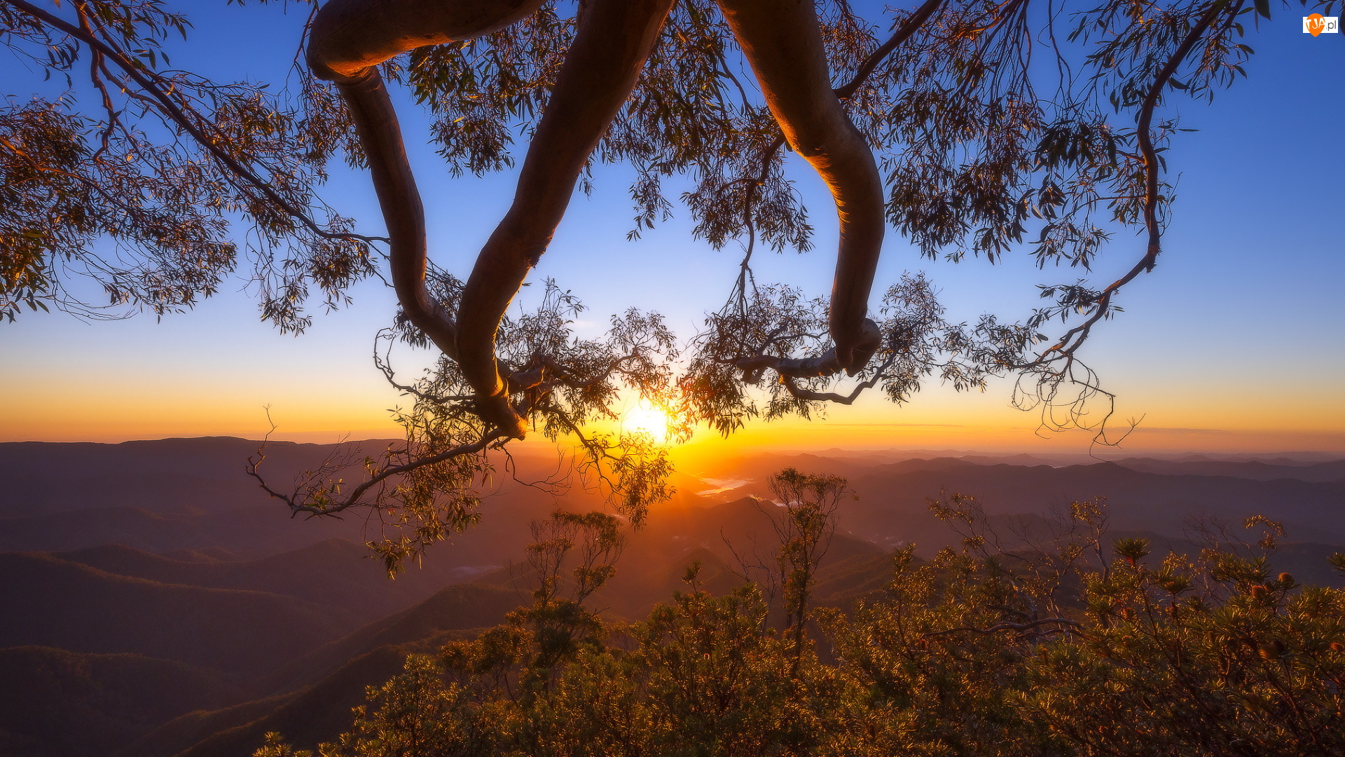 Drzewo, Konary, New England Range, Australia, Góry, Zachód słońca