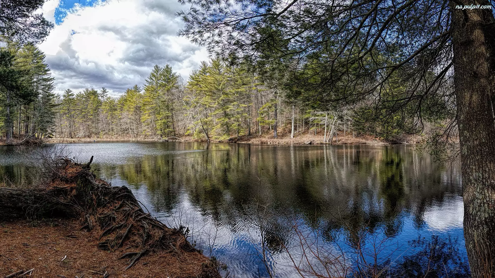 Peppers Mill Pond, Drzewa, Stany Zjednoczone, Jezioro, Massachusetts, Ware, Korzenie
