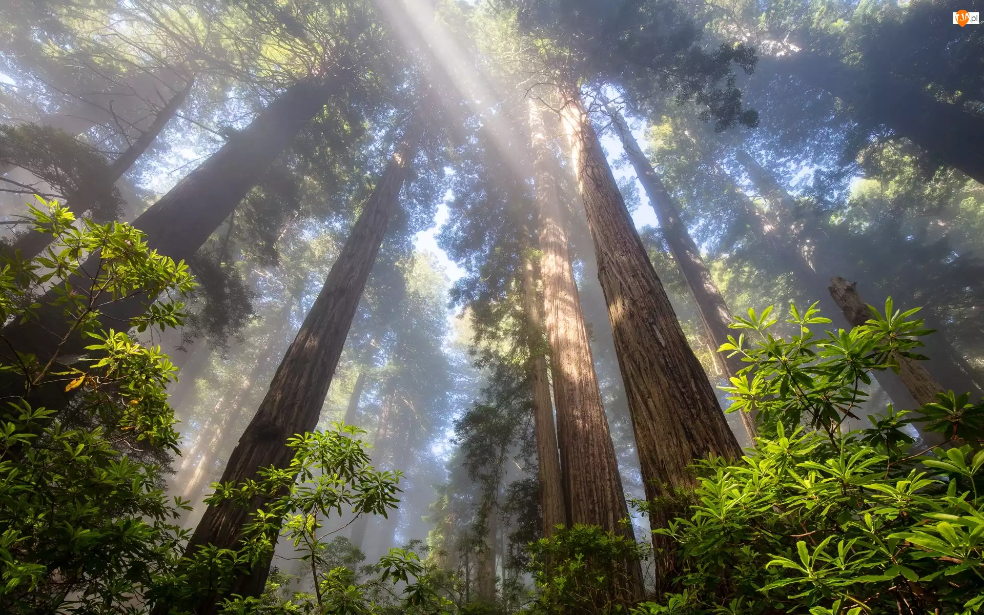 Park Narodowy Redwood, Las, Przebijające światło, Kalifornia, Drzewa, Różanecznik, Stany Zjednoczone, Sekwoje
