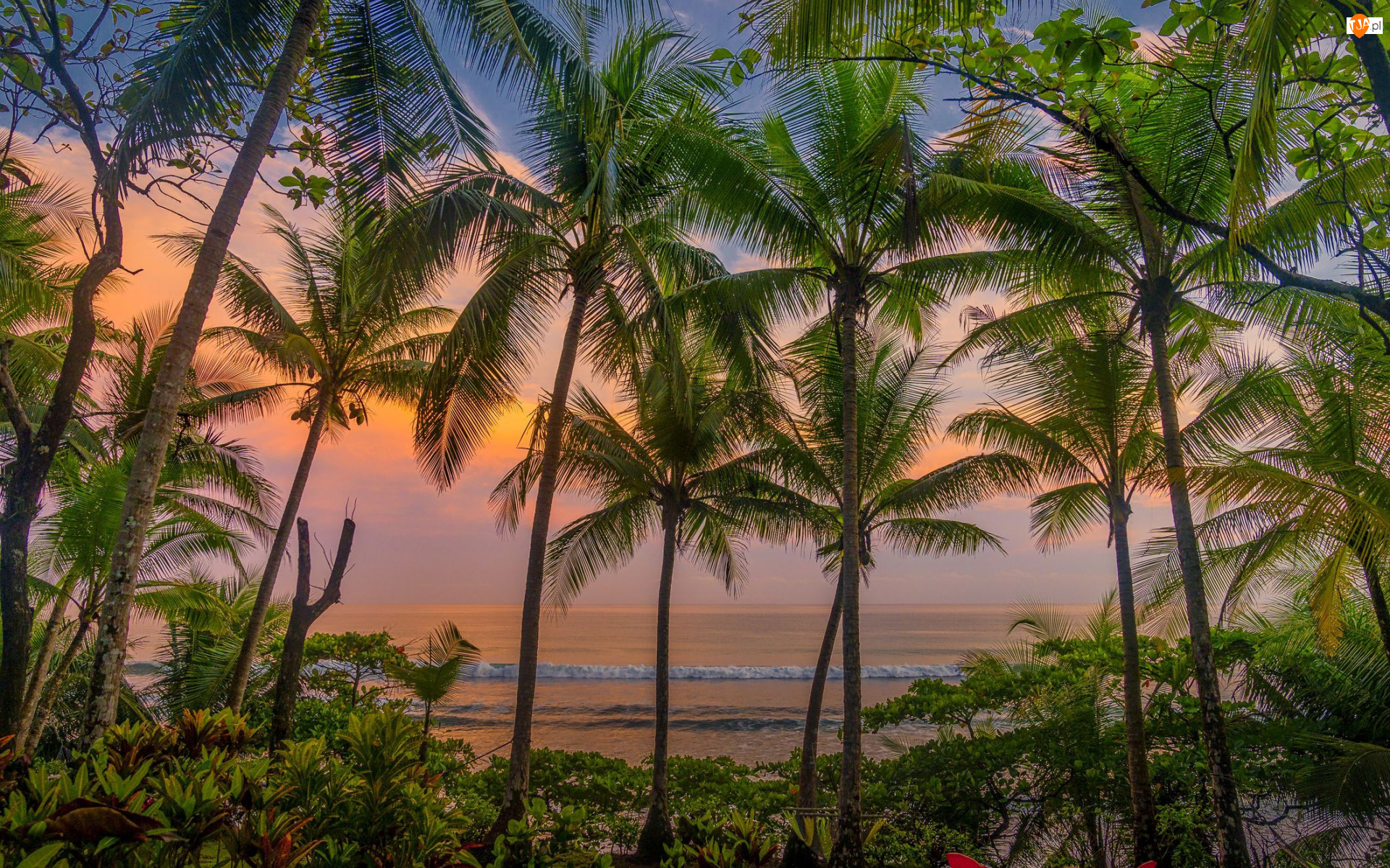 Palmy, Wieczór, Kostaryka, Morze, Półwysep Osa, Park Narodowy Corcovado, Zachód słońca