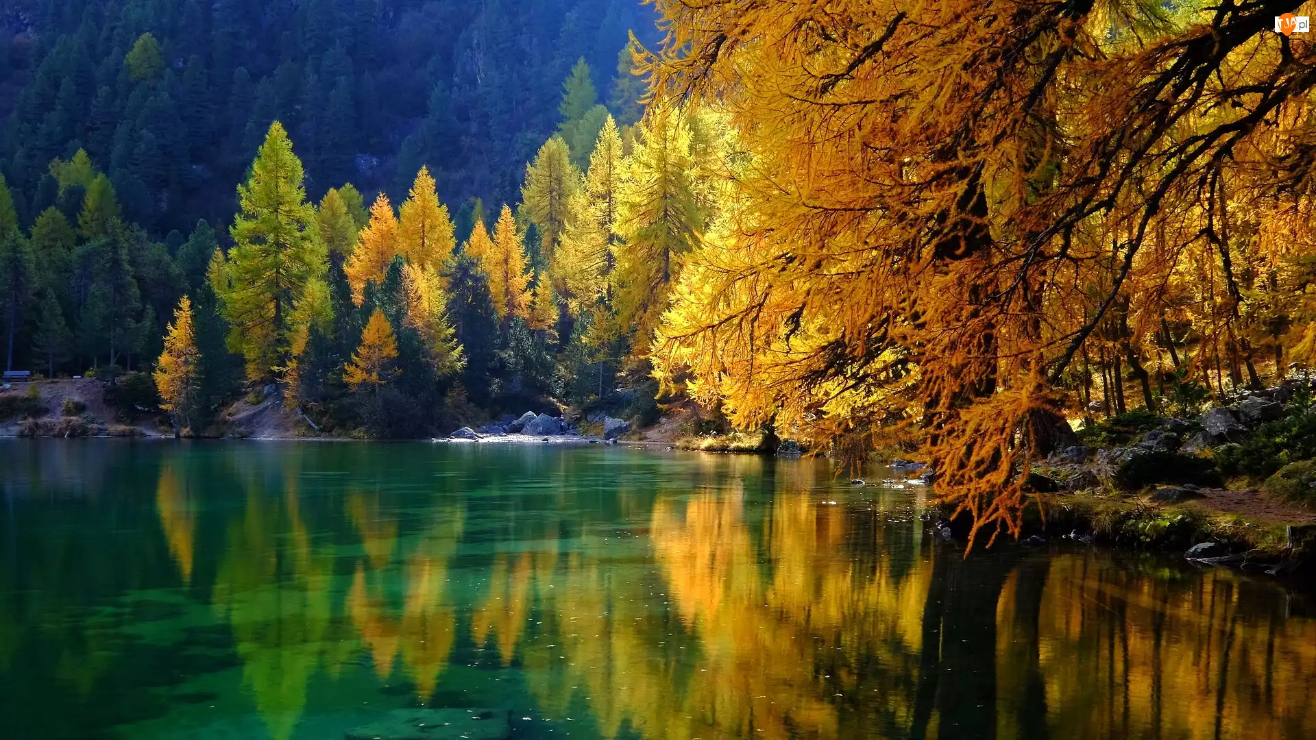 Albula, Jezioro, Drzewa, Kanton Gryzonia, Lai da Palpuogna, Jesień, Szwajcaria, Pożółkłe