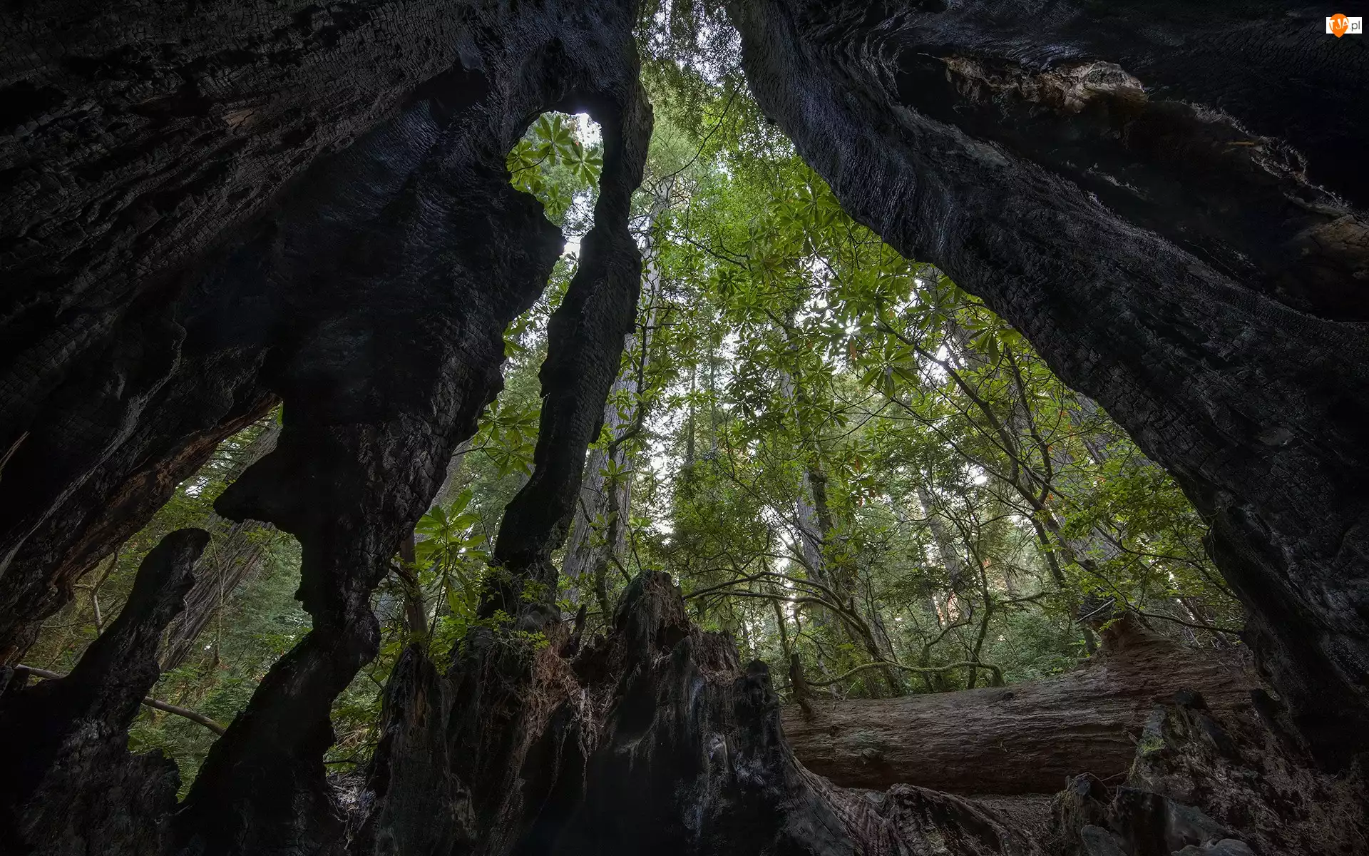 Pnie, Drzewa, Stany Zjednoczone, Zwęglone, Kalifornia, Park Narodowy Redwood, Sekwoje wieczniezielone