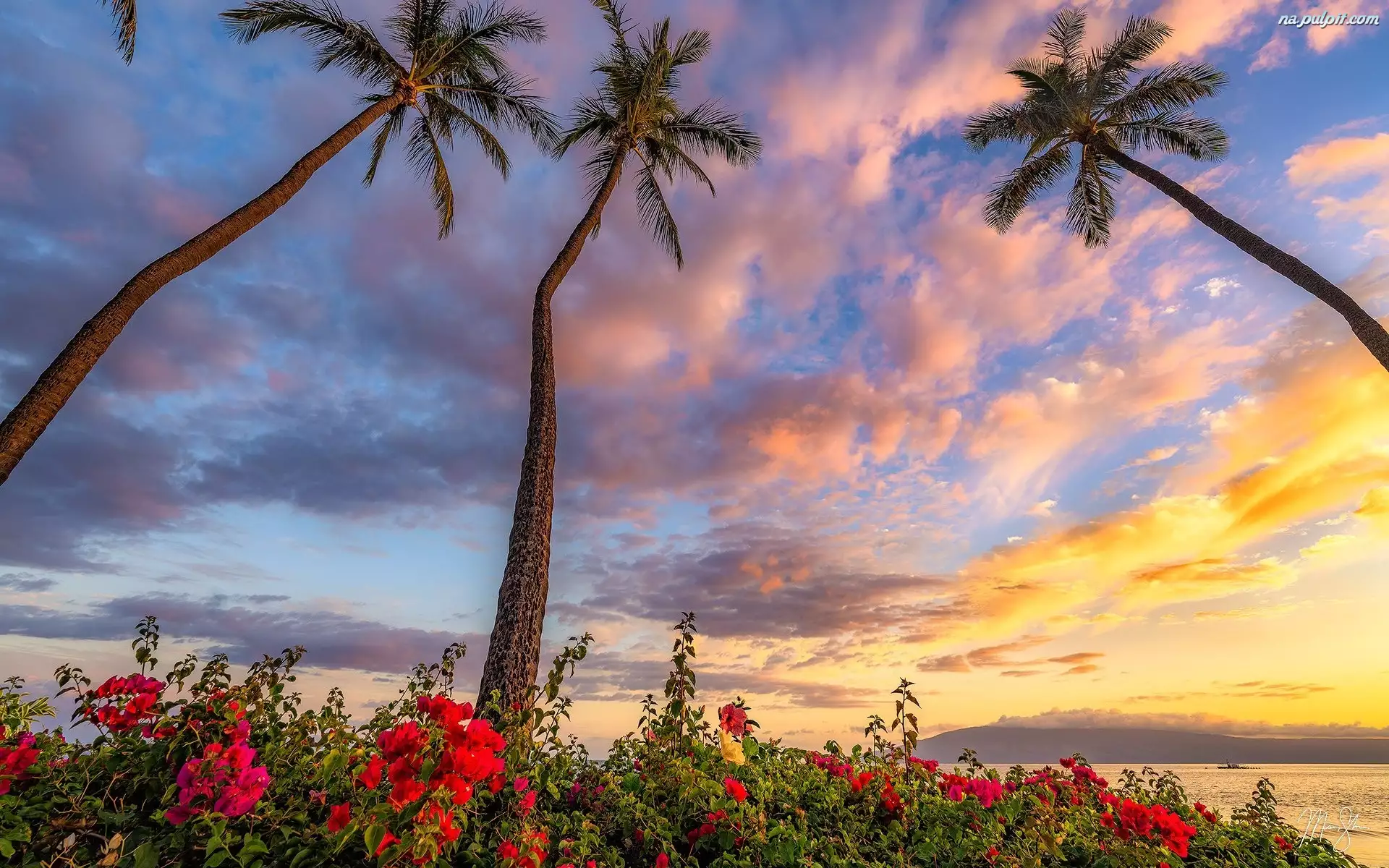 Hawaje, Wyspa Maui, Chmury, Stany Zjednoczone, Kwiaty, Palmy, Morze
