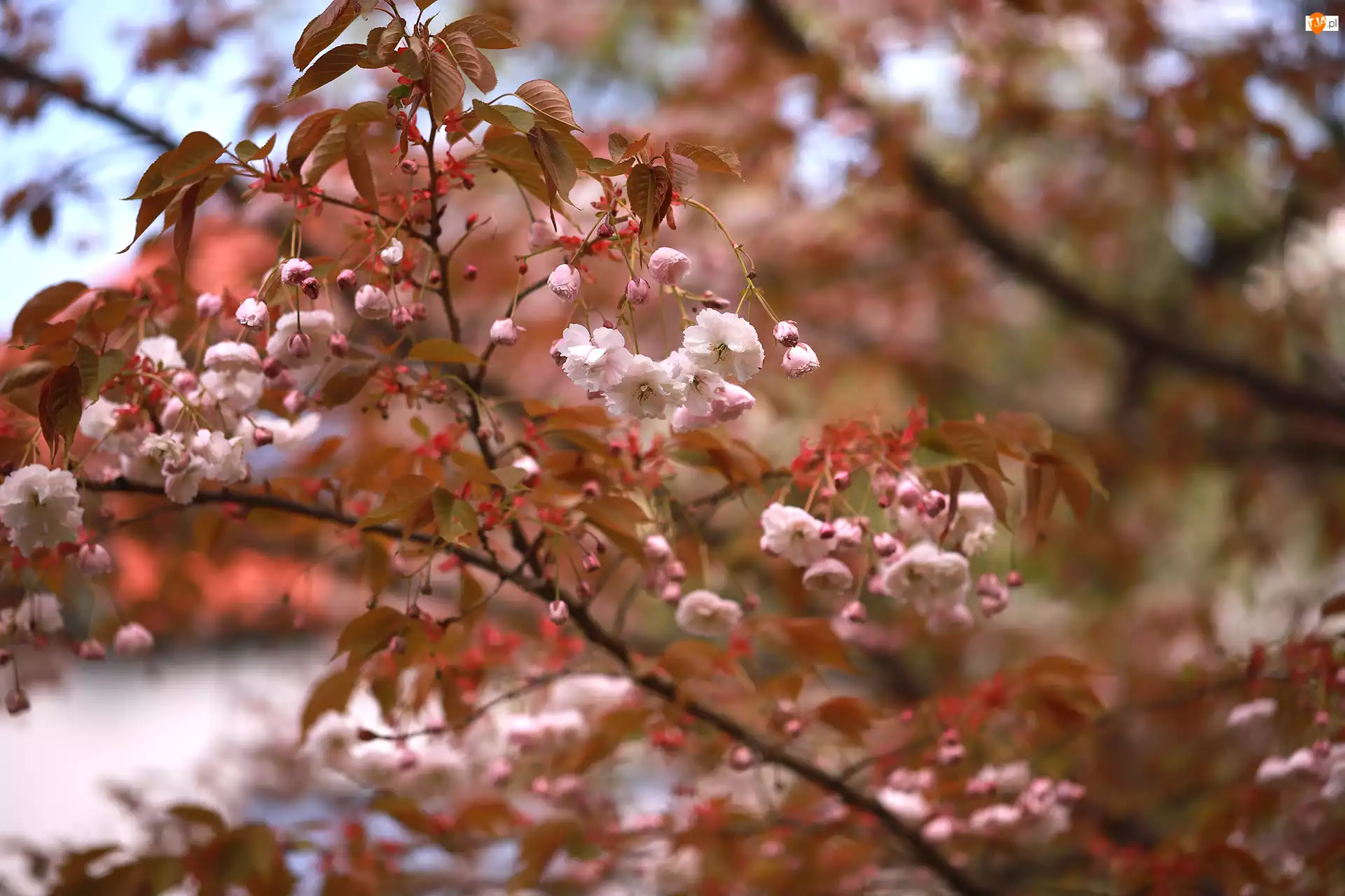 Kwiaty, Wiśnia japońska, Drzewo owocowe, Różowe