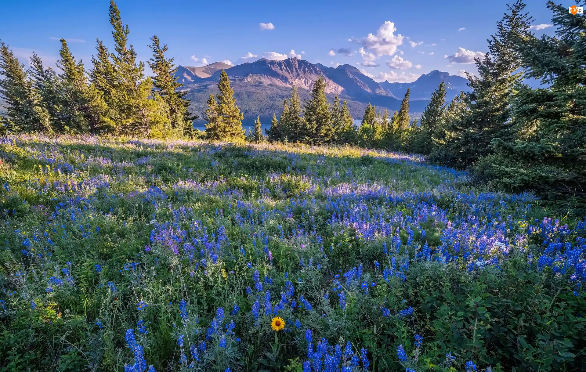 Montana, Stany Zjednoczone, Góry, Park Narodowy Lodowców, Drzewa, Łubin, Kwiaty