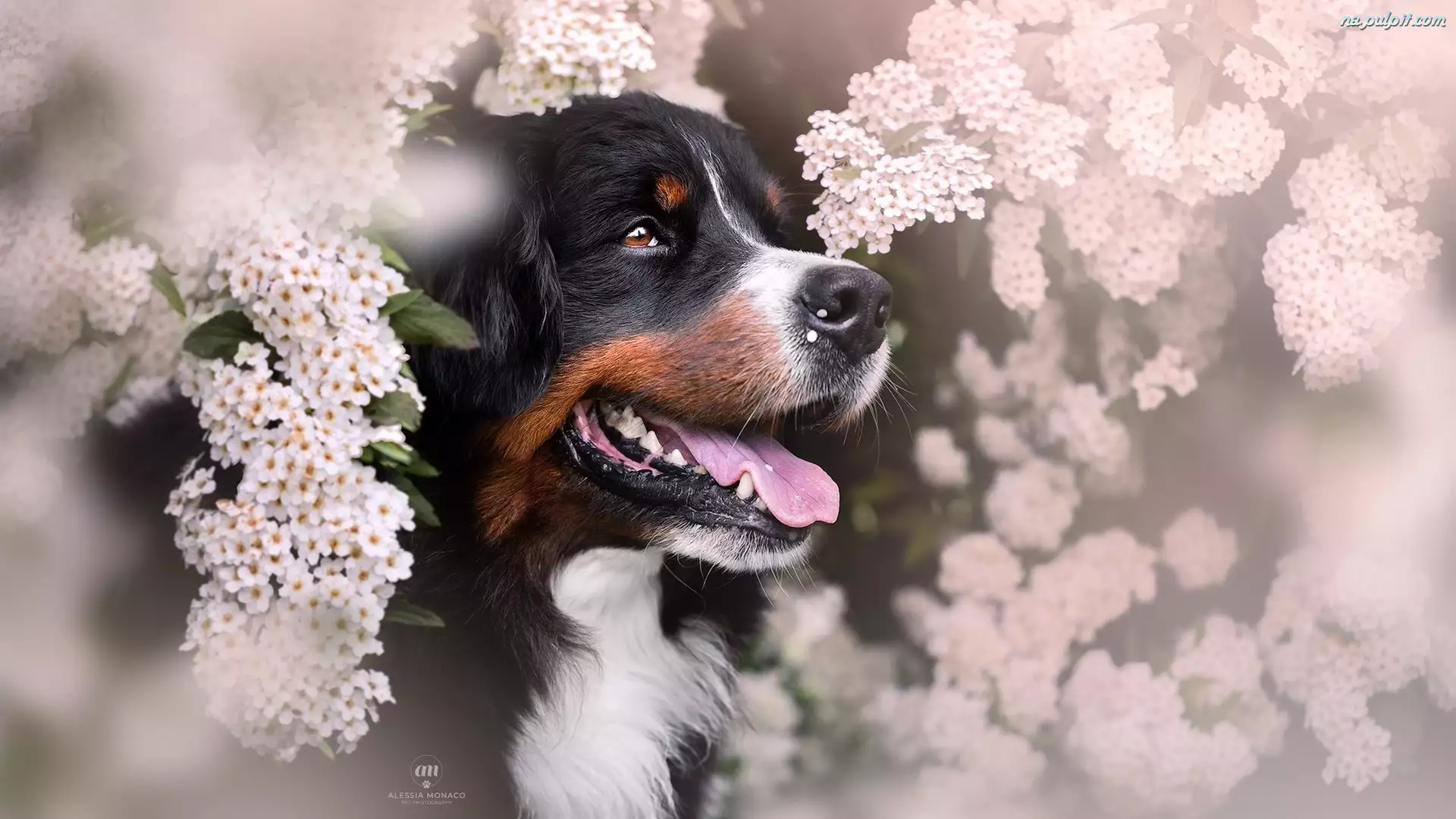 Kwiaty, Berneński pies pasterski, Pies