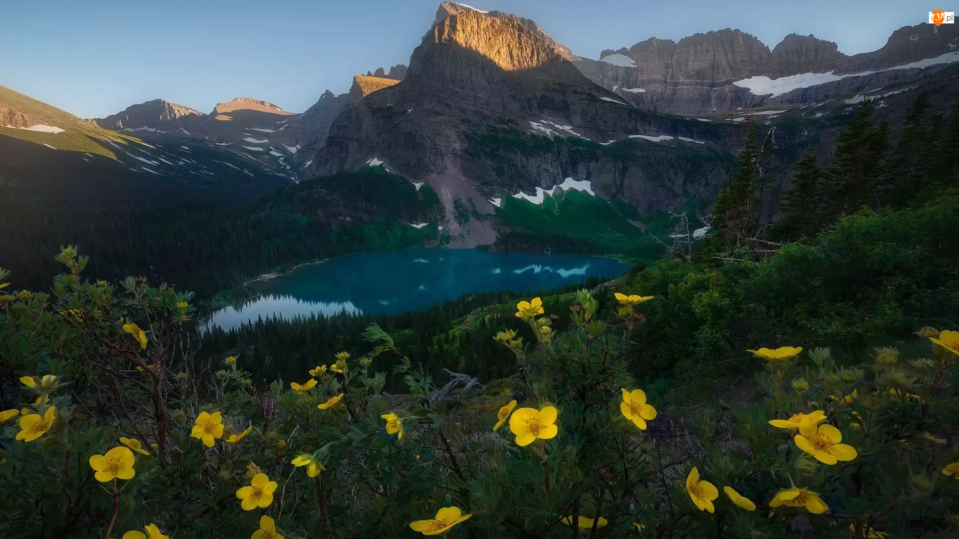 Kwiaty, Stan Montana, Żółte, Grinnell Lake, Las, Park Narodowy Glacier, Góry, Stany Zjednoczone, Jezioro