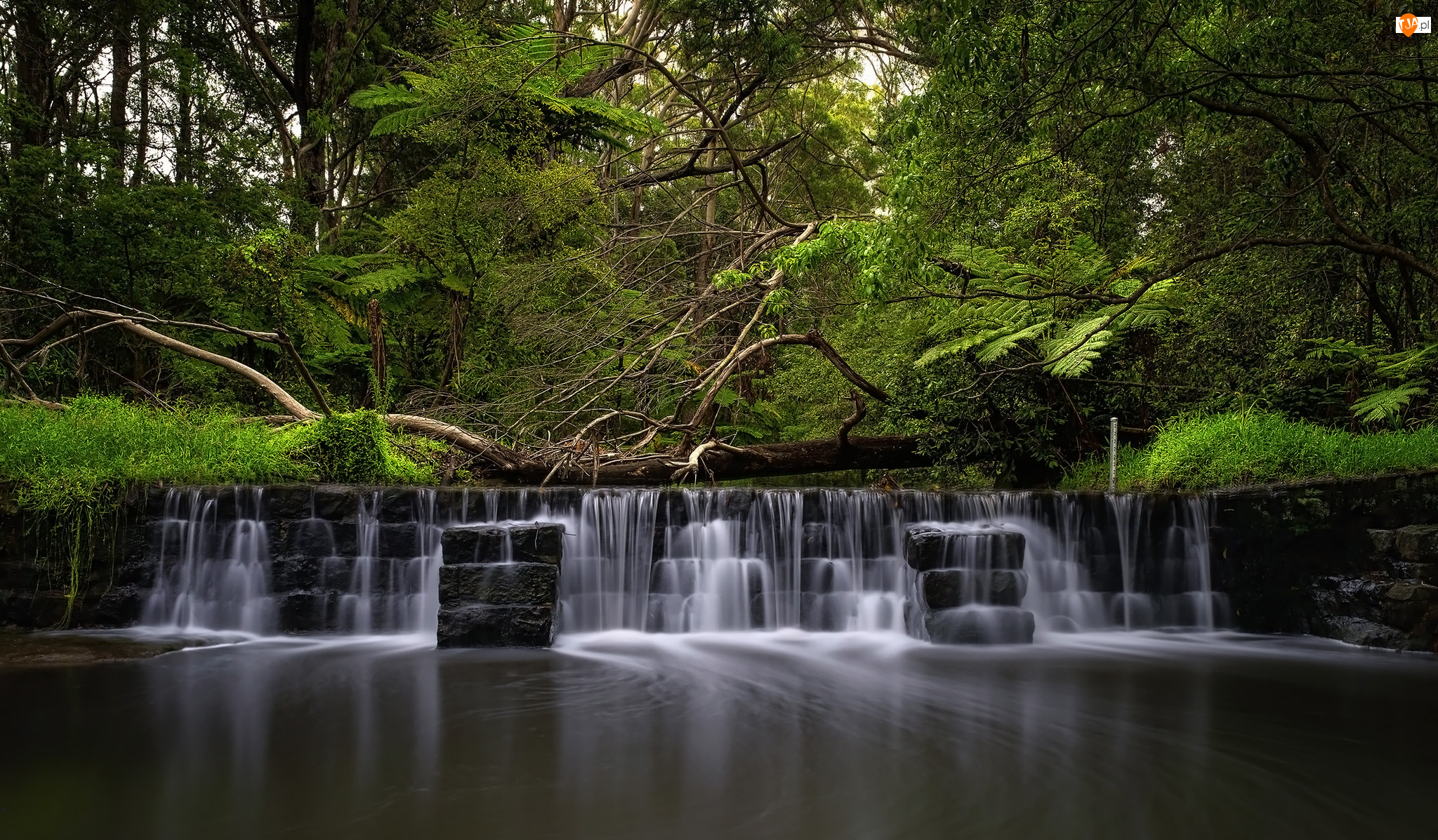 Millards Creek, Rzeka, Drzewa, Australia, Kaskada, Paproć