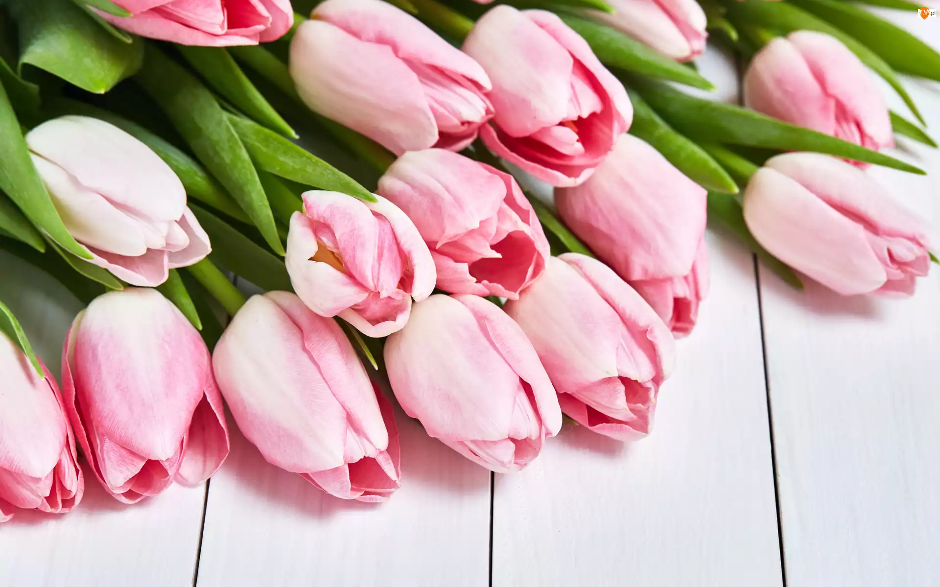 Tulipany, Deski, Różowe, Kwiaty, Liście