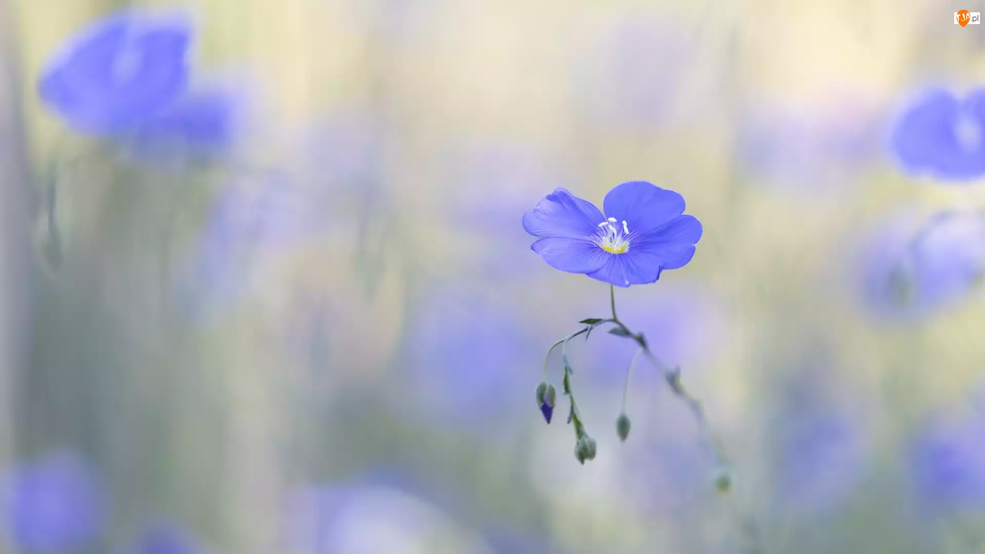 Len, Kwiat, Niebieski