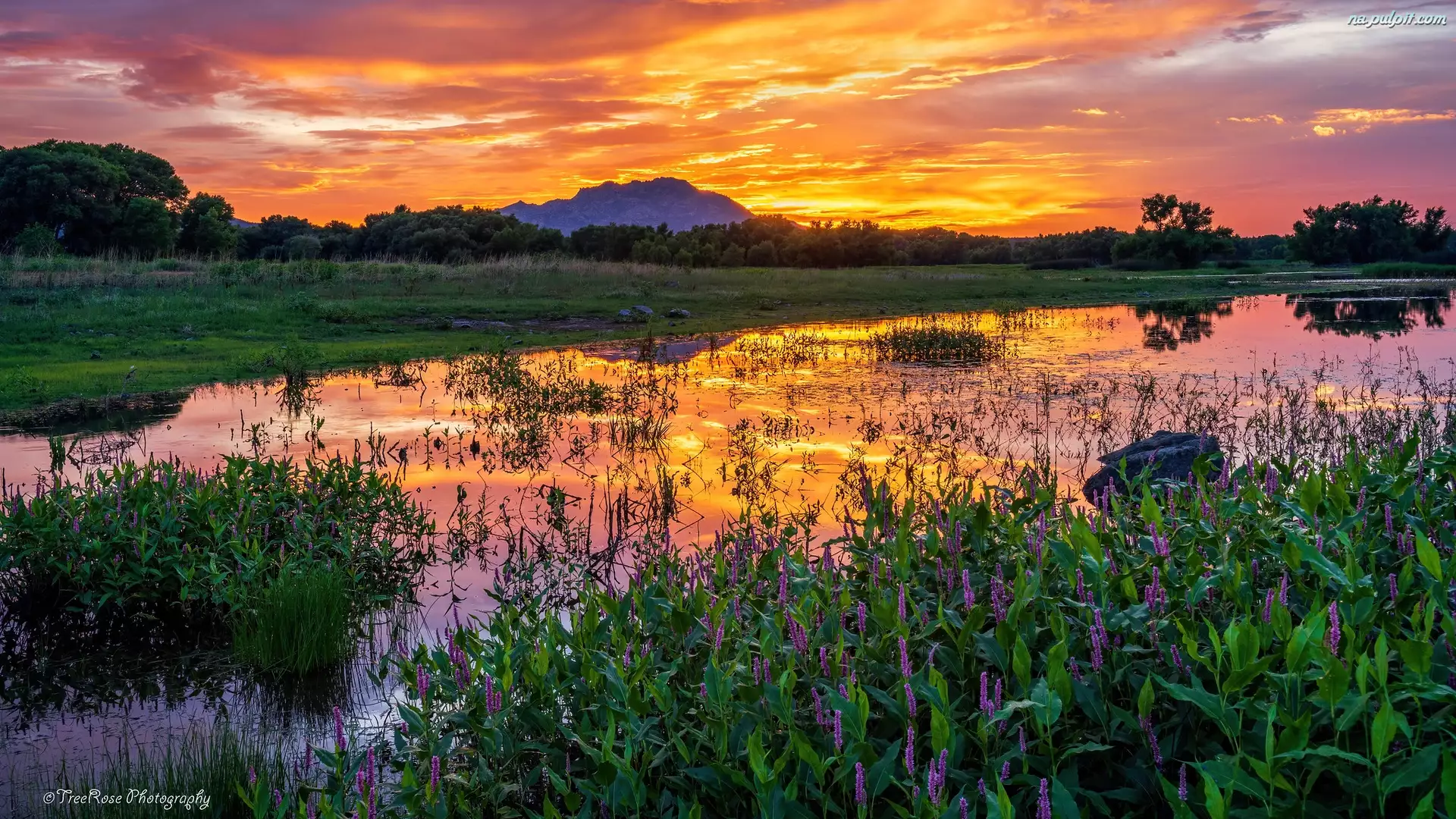 Jezioro, Willow Lake, Stany Zjednoczone, Zachód słońca, Arizona, Odbicie, Szuwary