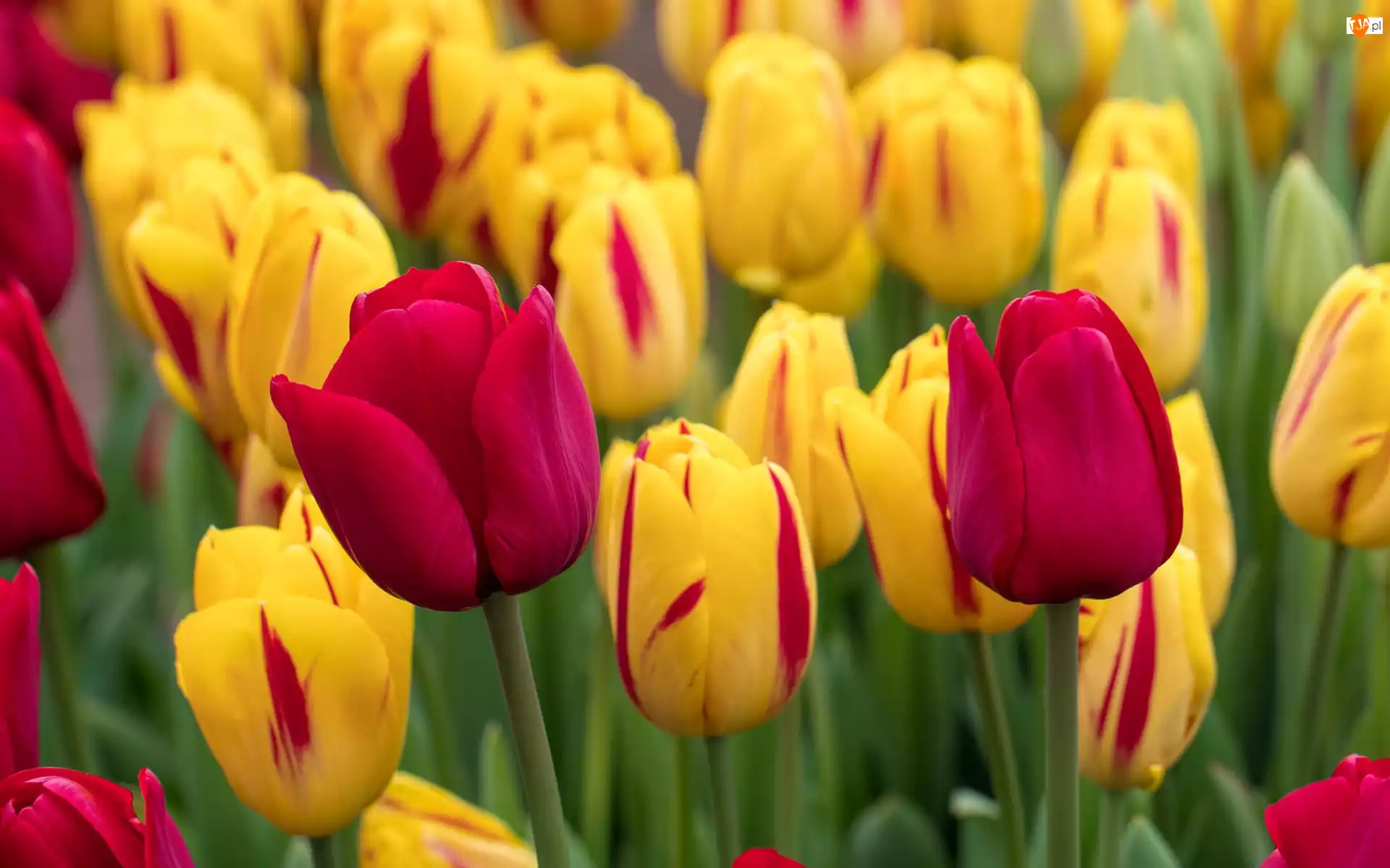 Tulipany, Kwiaty, Żółte, Różowe