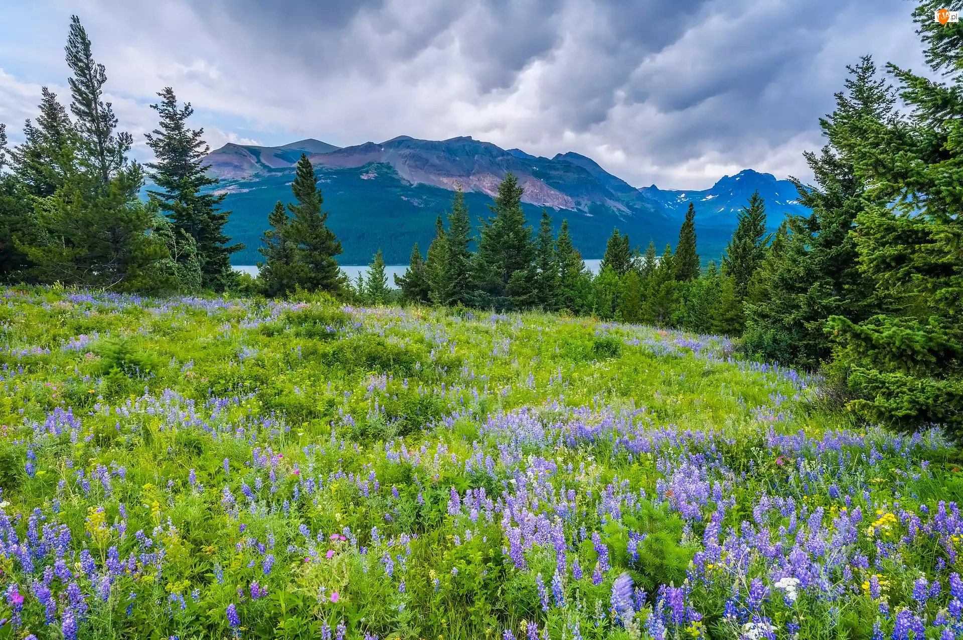 Drzewa, Park Narodowy Glacier, Kwiaty, Góry, Montana, Łubin, Łąka, Stany Zjednoczone