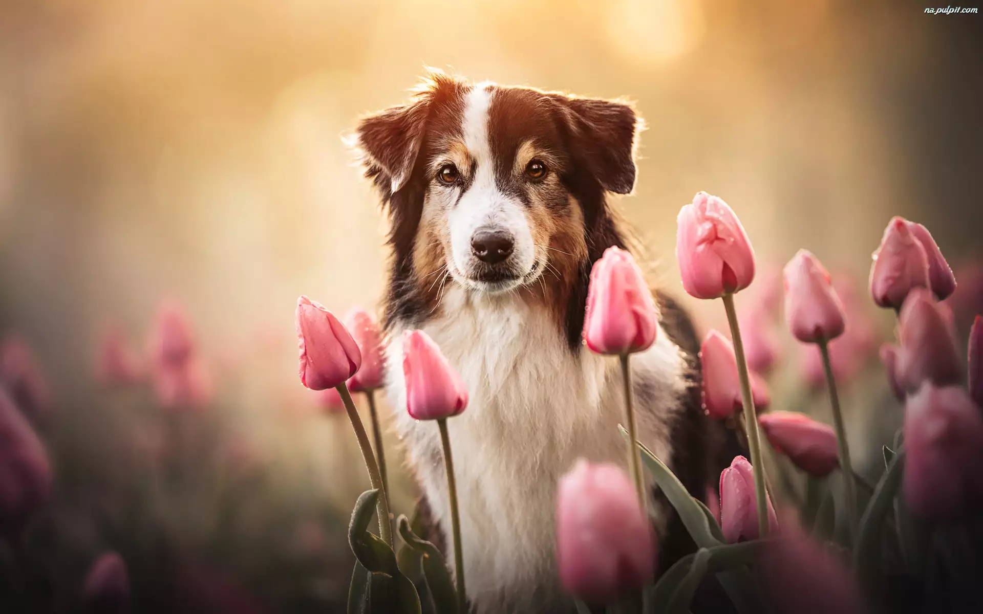 Owczarek australijski, Pies, Brązowo biały, Tulipany różowe, Shepherd, Kwiaty