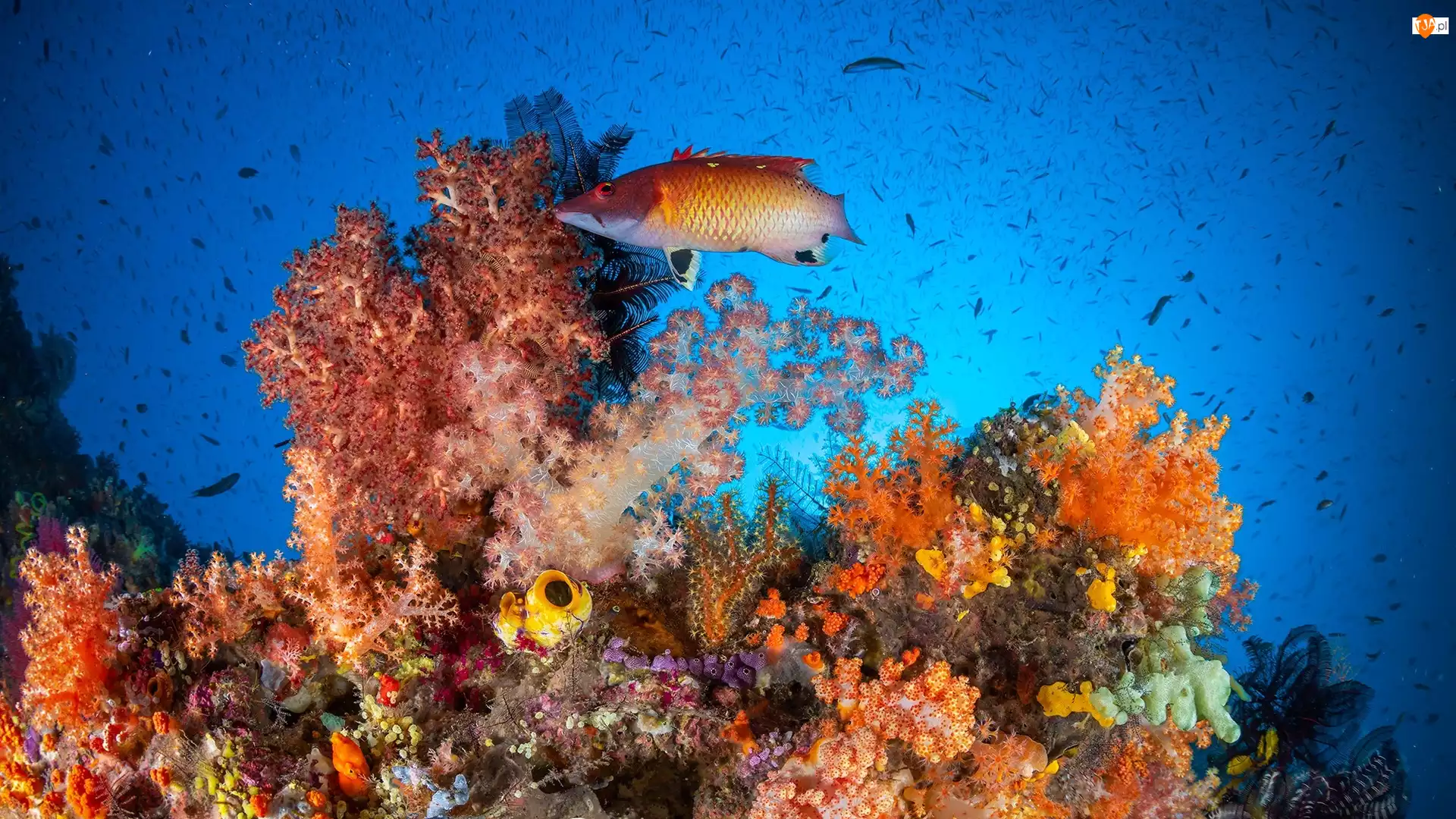 Koralowce, Rafa koralowa, Ryby