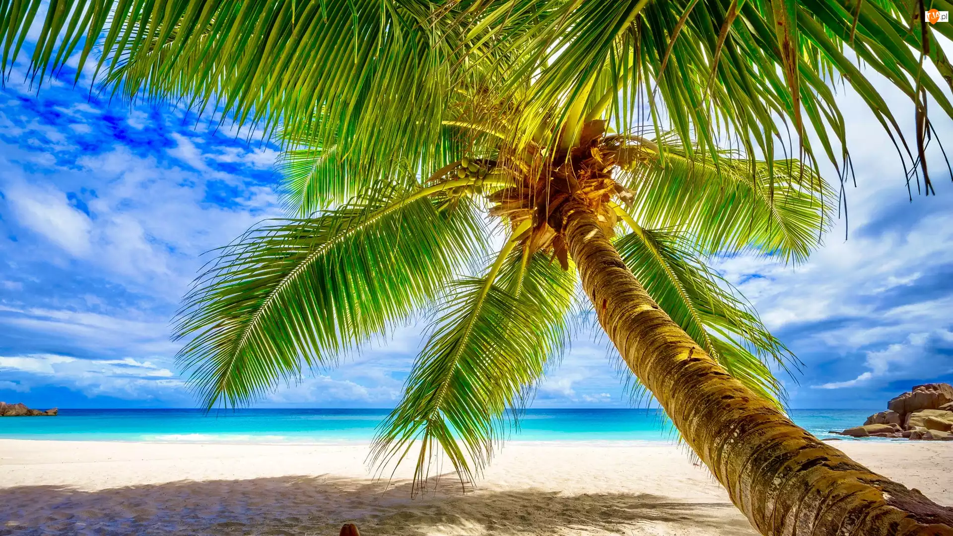 Seszele, Morze, Plaża, Palma kokosowa