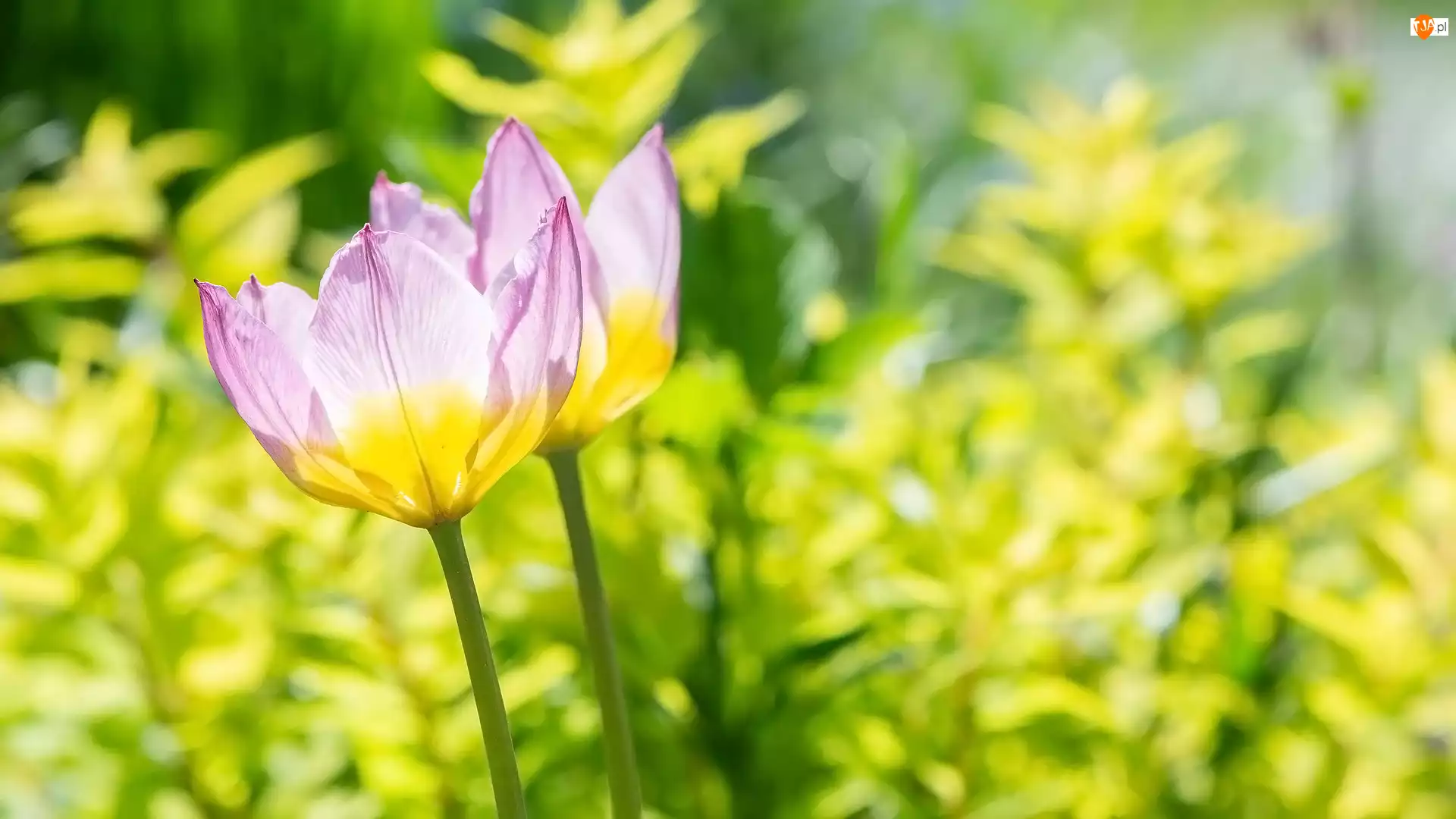 Tulipany, Kwiaty, Rożówo-żółte