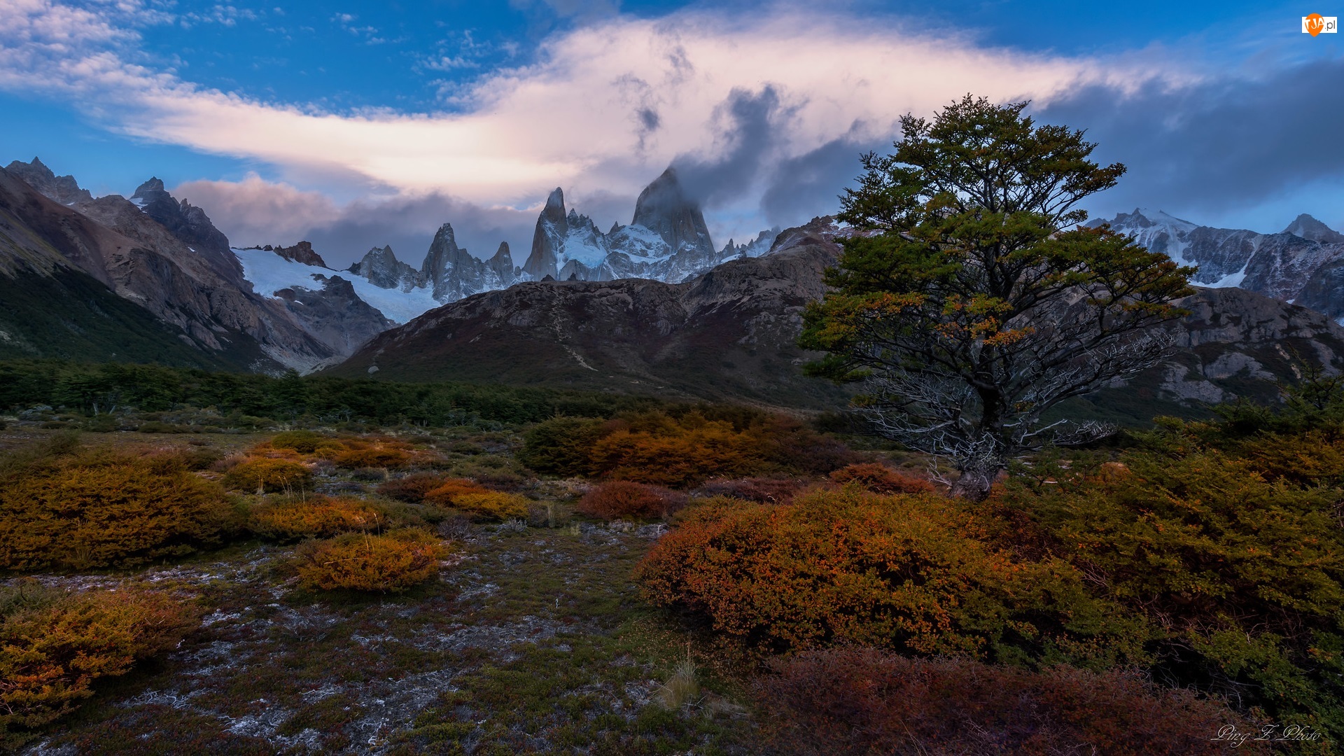 Drzewo, Pożółkłe, Argentyna, Góry, Patagonia, Park Narodowy Los Glaciares, Rośliny