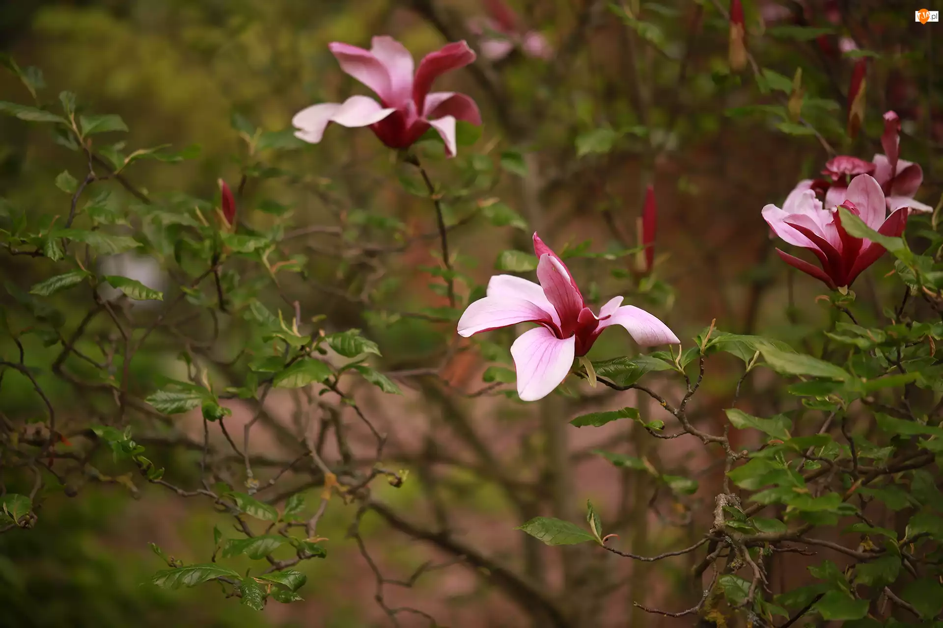 Kwiaty, Magnolia purpurowa, Różowe
