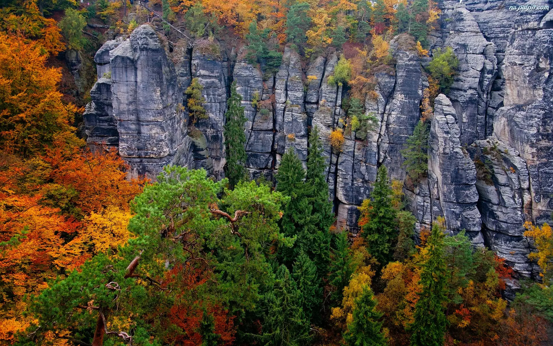 Skały, Drzewa, Park Narodowy Saskiej Szwajcarii, Niemcy, Jesień