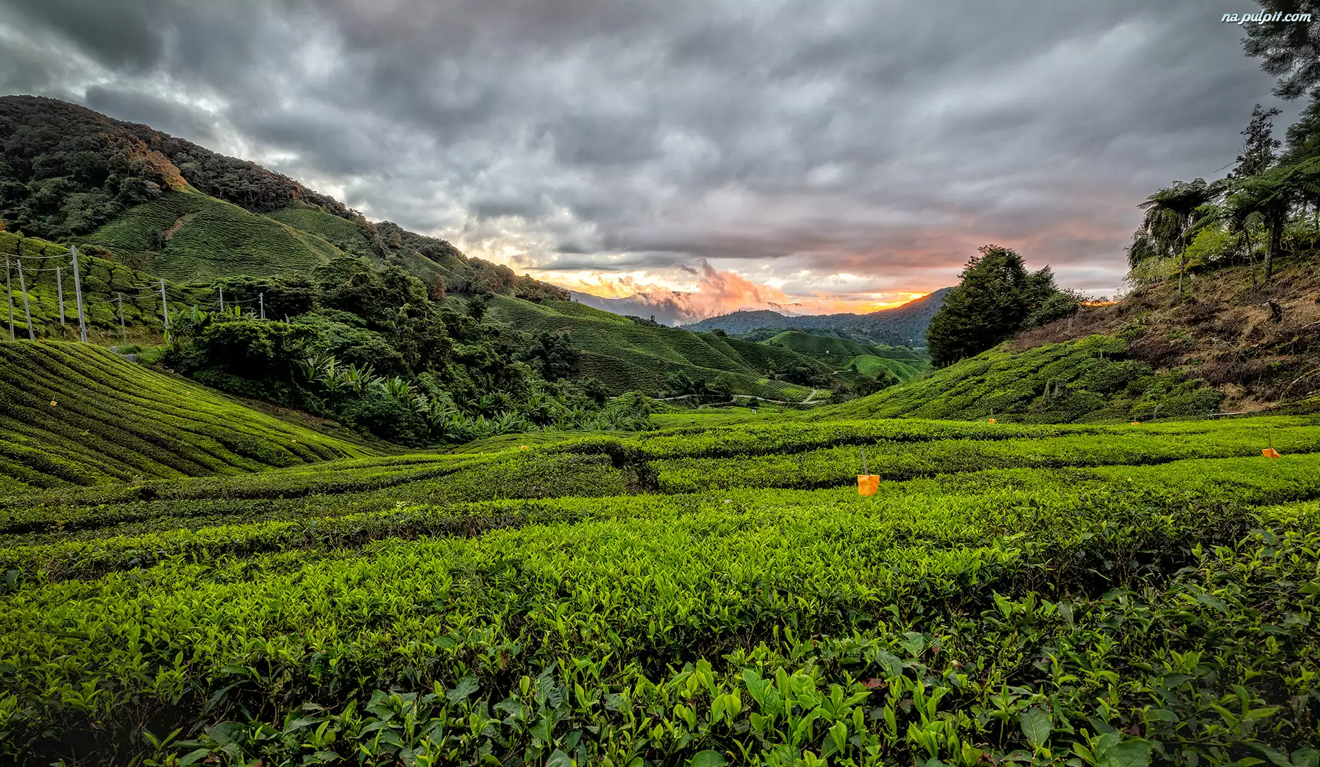 Stan Pahang, Cameron Highlands, Niebo, Malezja, Plantacja herbaty, Pole, Góry