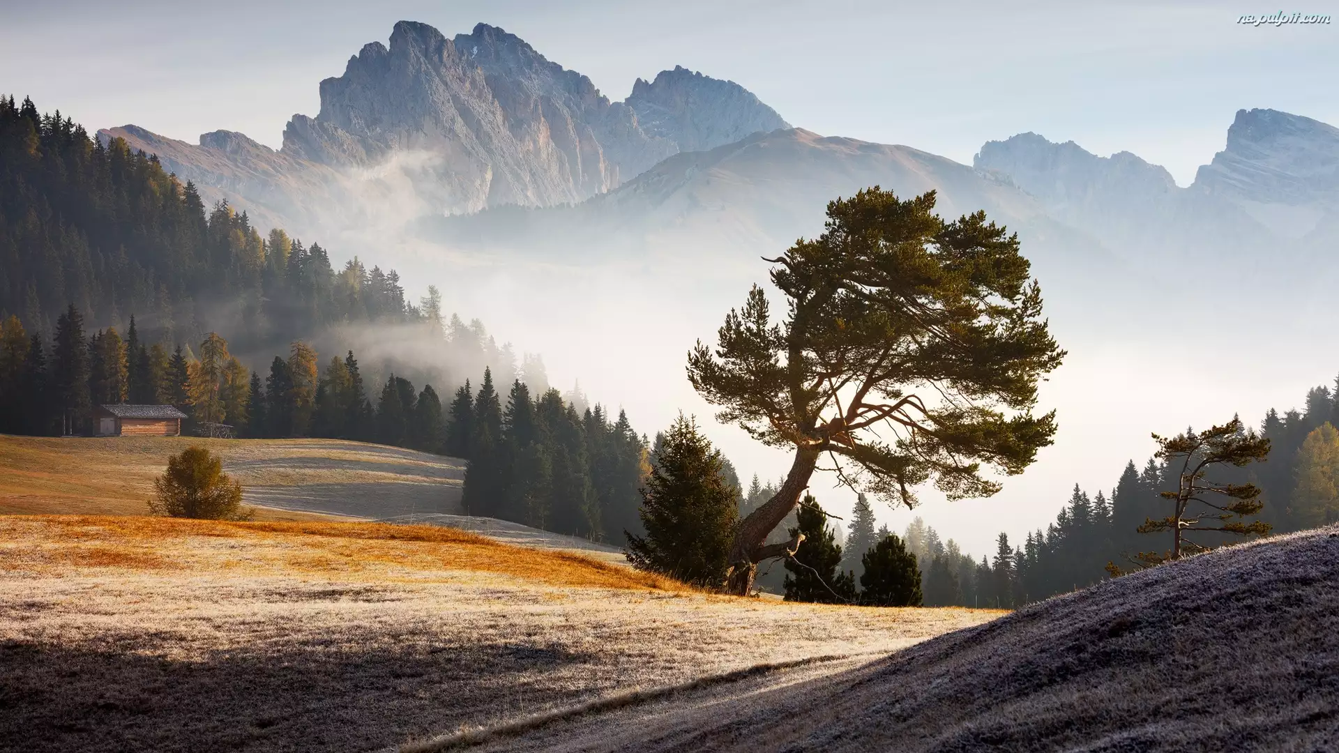 Włochy, Drzewa, Dolomity, Góry, Mgła
