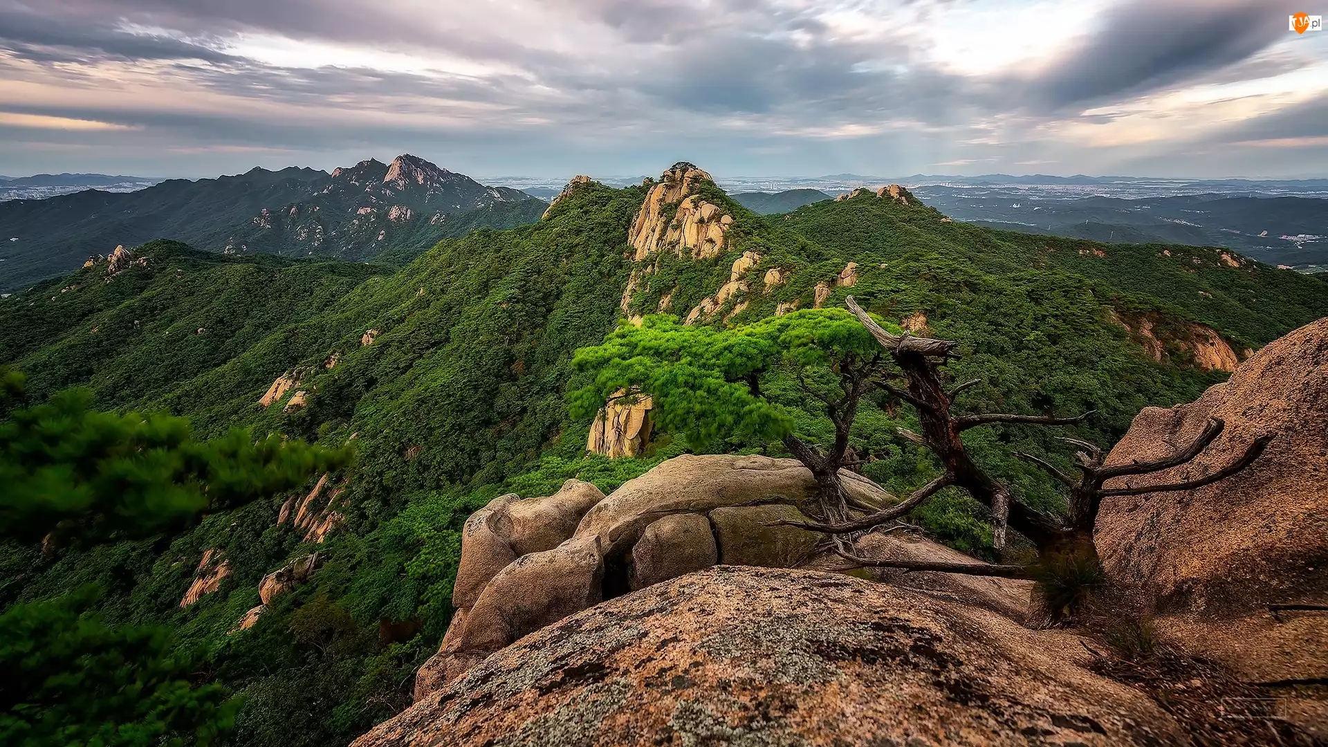 Góra, Mount Dobongsan, Park Narodowy Bukhansan, Korea Południowa, Sosna, Lasy, Skały