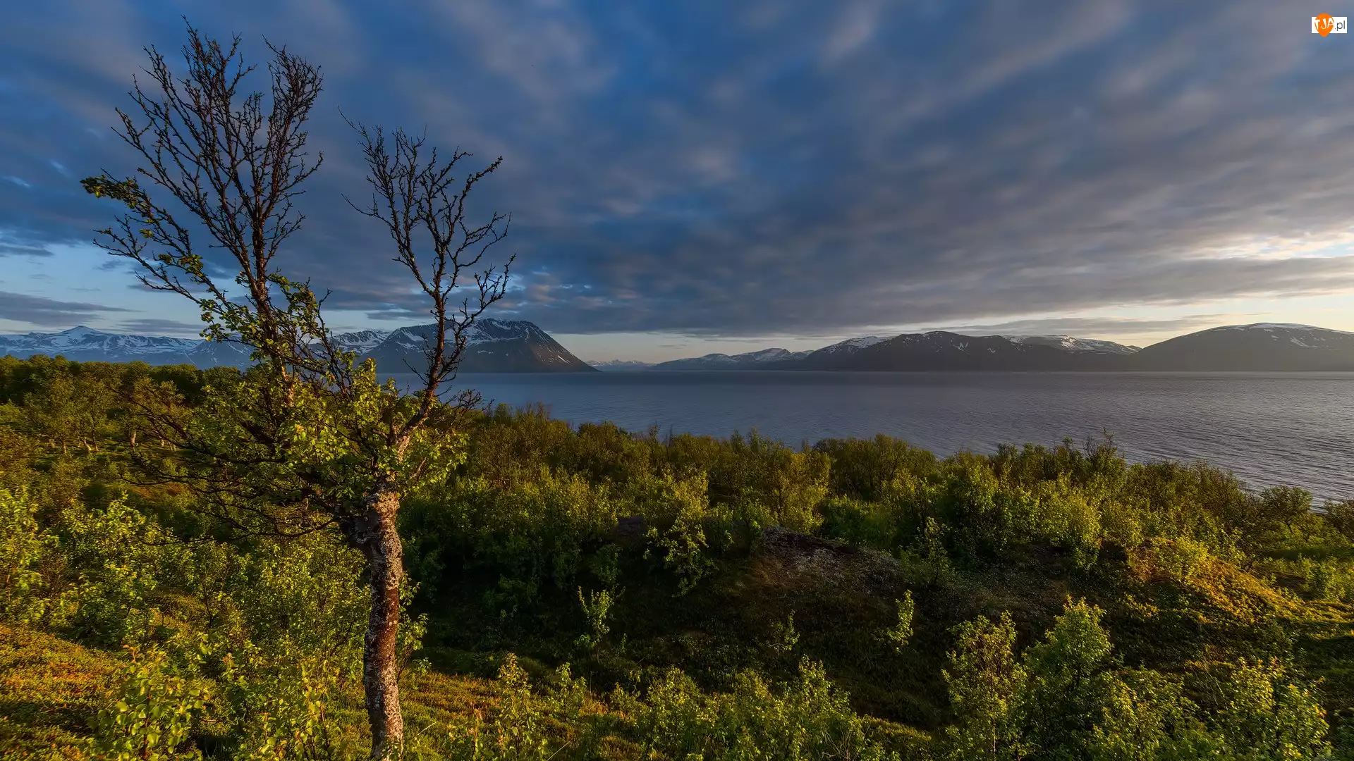 Drzewo, Norwegia, Fiord Lyngenfjorden, Góry, Krzewy