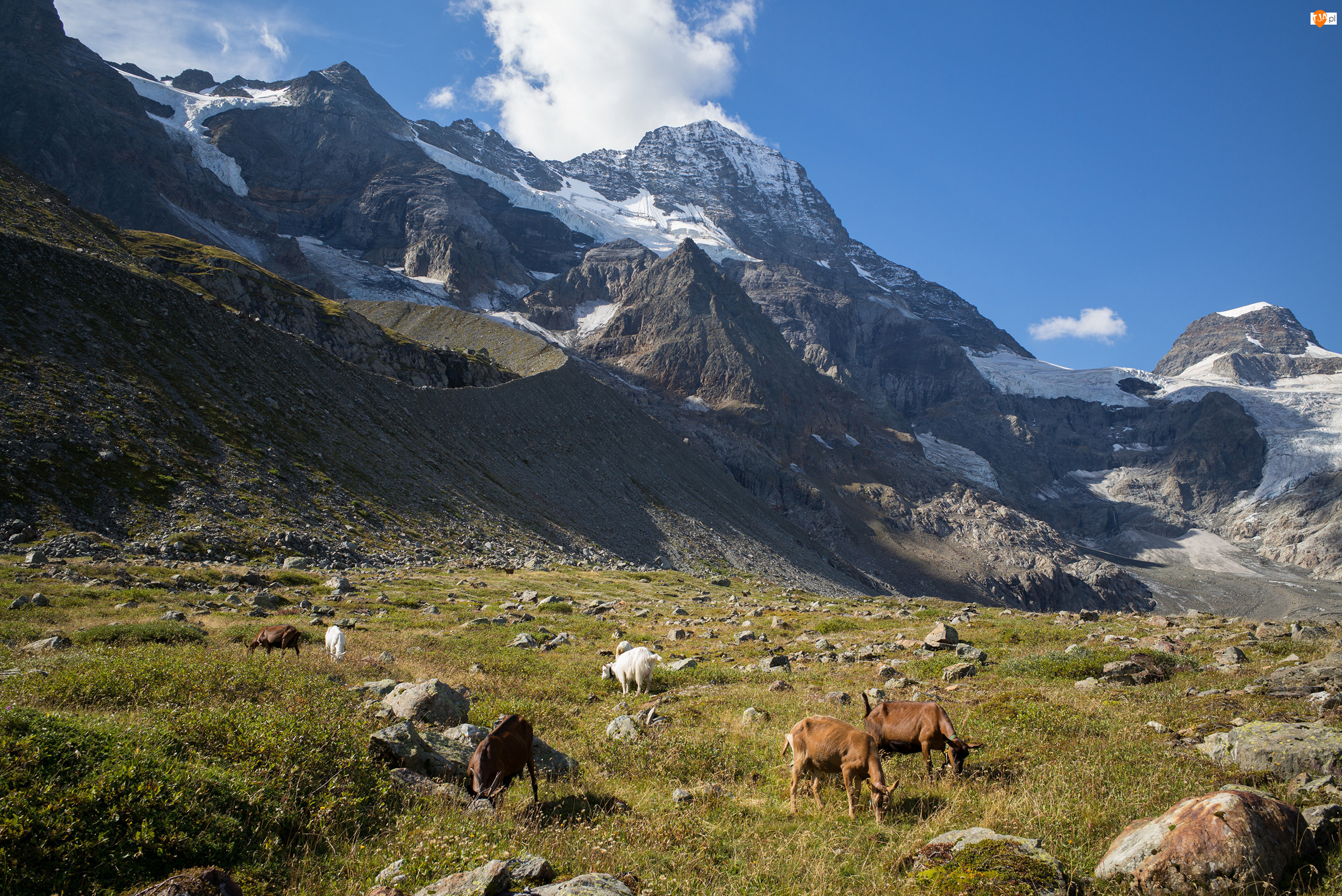 Kamienie, Szwajcaria, Dolina Lauterbrunnental, Zwierzęta, Góry, Trawa, Kozy, Alpy