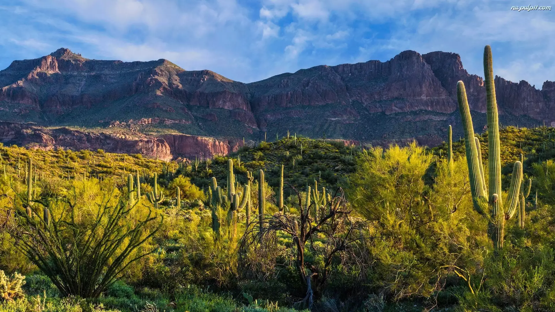 Superstition Mountains, Stany Zjednoczone, Sonoran Desert, Kaktusy, Arizona, Góry, Krzewy, Pustynia