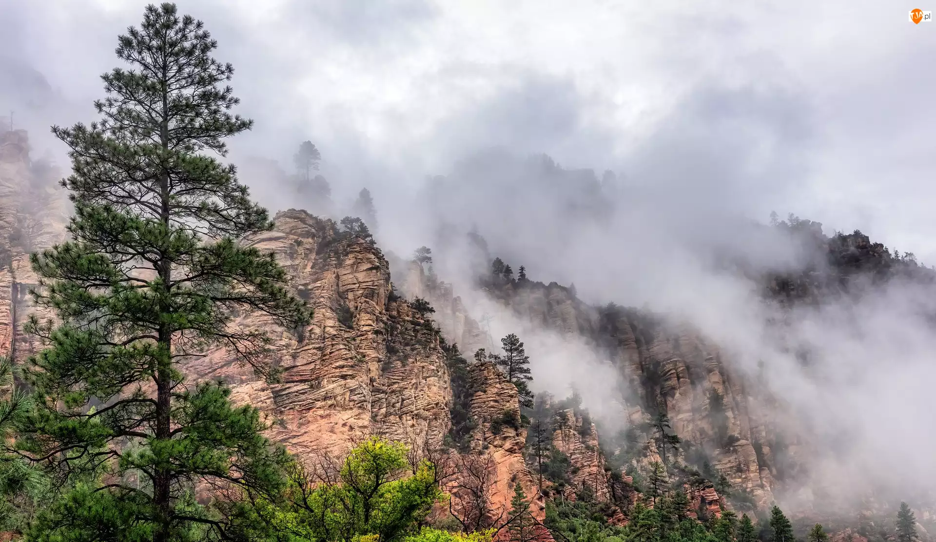 Mgła, Drzewa, Stany Zjednoczone, Góry, Arizona, Oak Creek Canyon, Sosny
