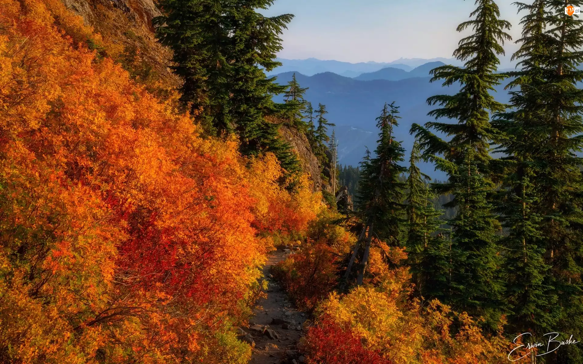 Drzewa, Ścieżka, Jesień, Góry, Roślinność