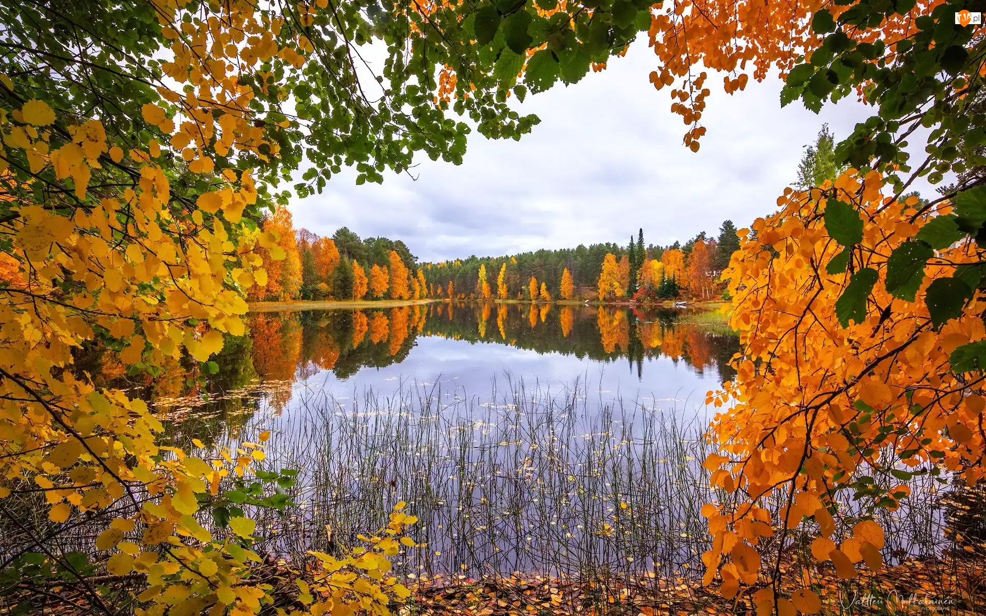 Szuwary, Jezioro, Jesień, Drzewa