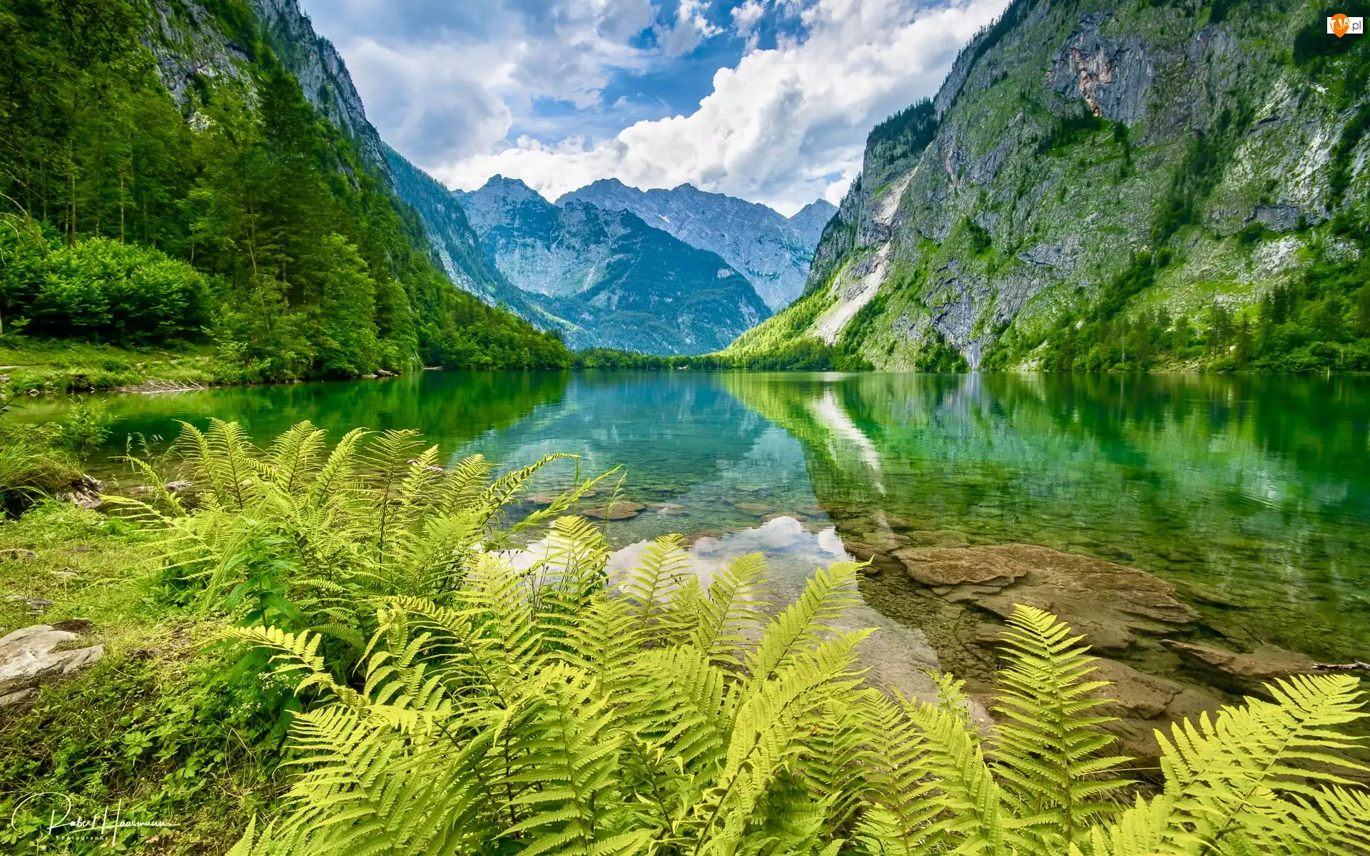 Jezioro Obersee, Park Narodowy Berchtesgaden, Drzewa, Bawaria, Góry, Paprocie, Niemcy, Alpy