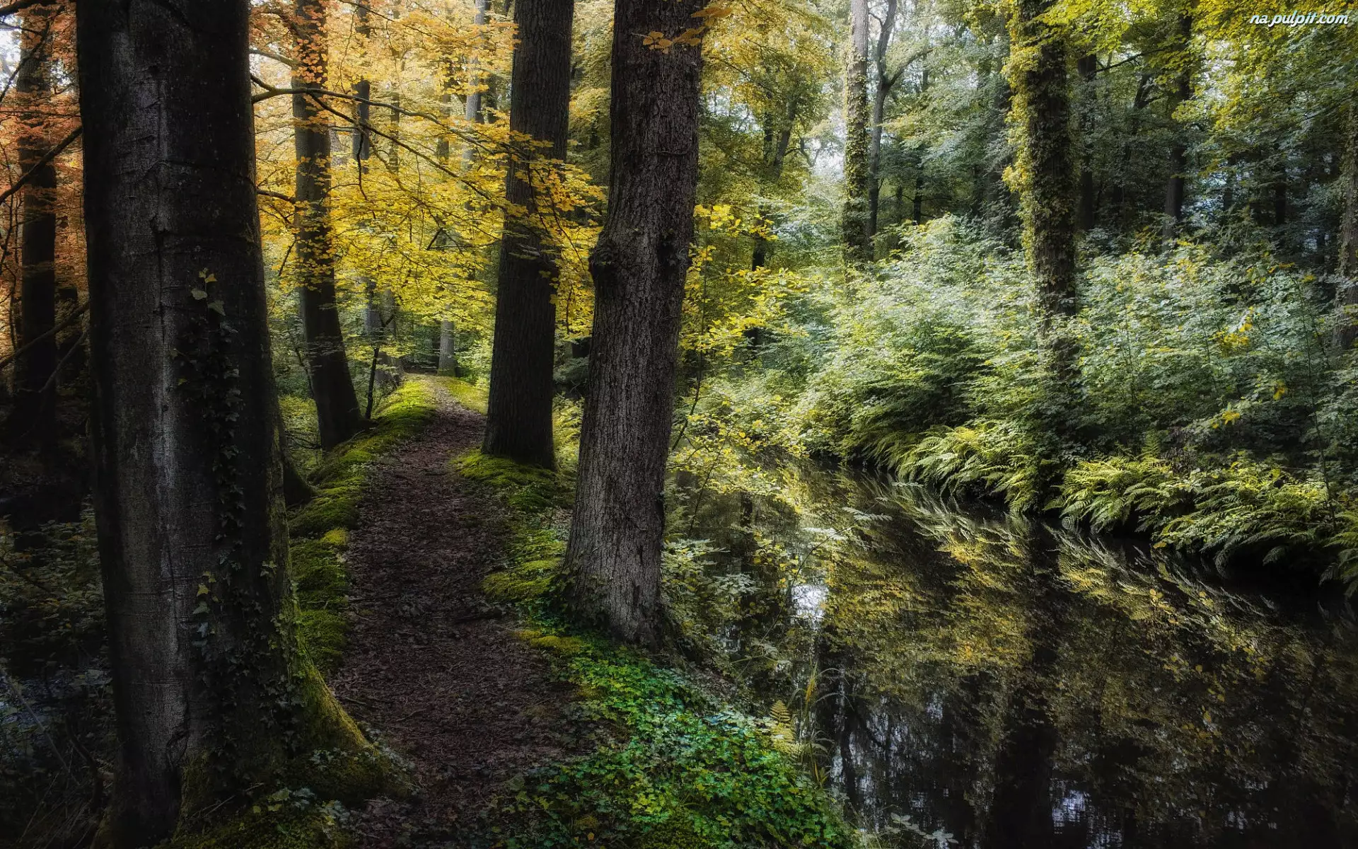 Las, Jesień, Potok, Trawa, Drzewa, Ścieżka