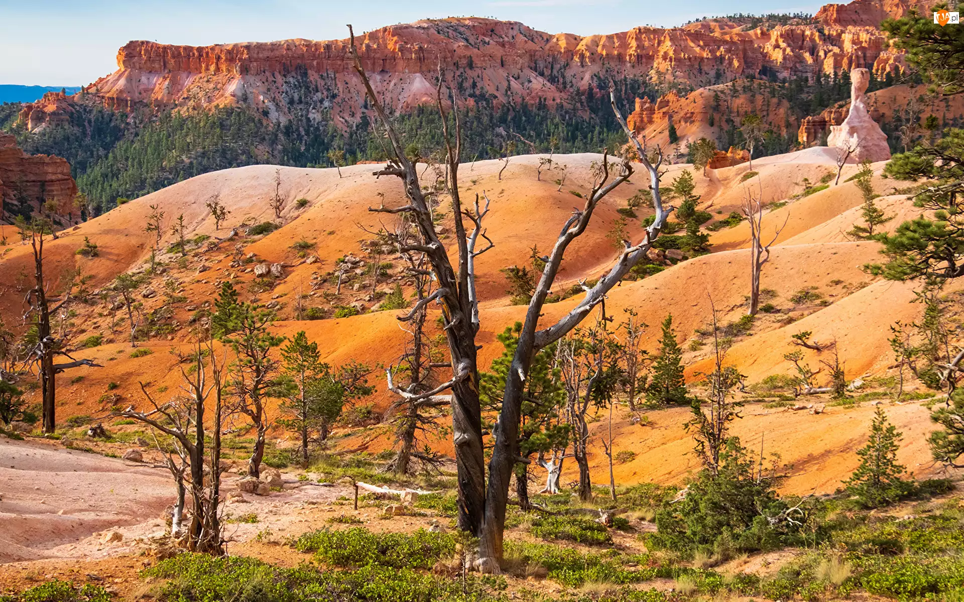 Utah, Park Narodowy, Skały, Stany Zjednoczone, Piasek, Drzewa, Bryce Canyon