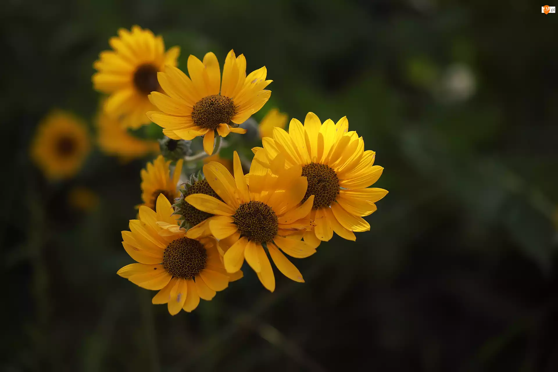 Kwiaty, Zbliżenie, Żółte