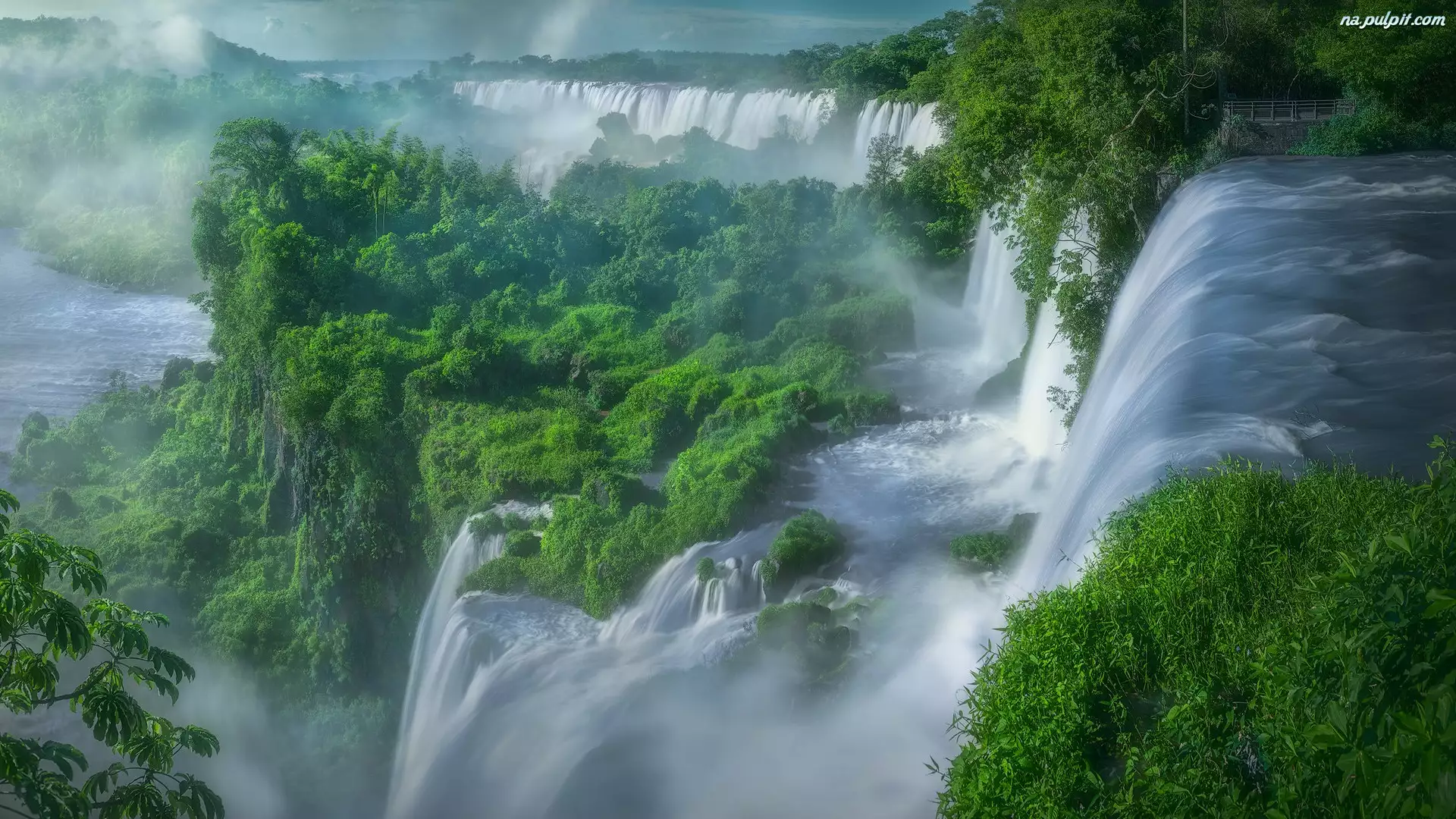 Argentyna, Wodospad Iguazu, Krzewy