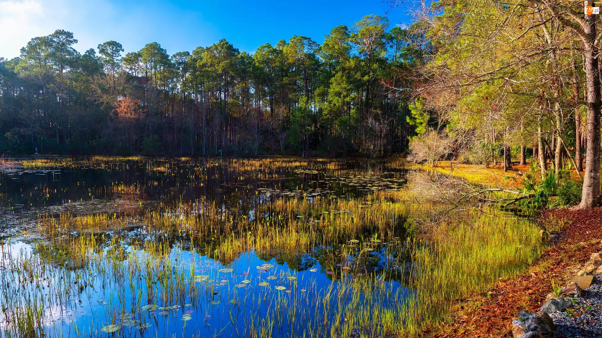 Floryda, Jezioro, St. Marks National Wildlife Refuge, Stany Zjednoczone, Drzewa, Szuwary, Mokradła