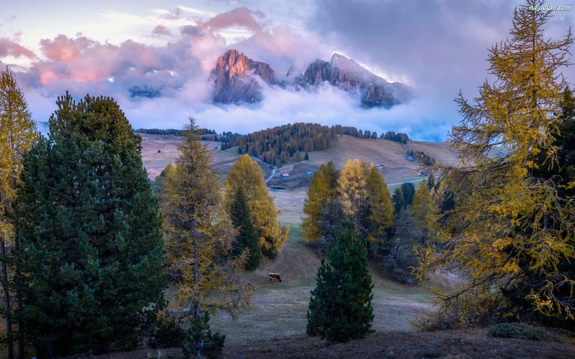 Mgła, Góry, Jesień, Chmury, Dolomity, Krowa, Włochy, Drzewa