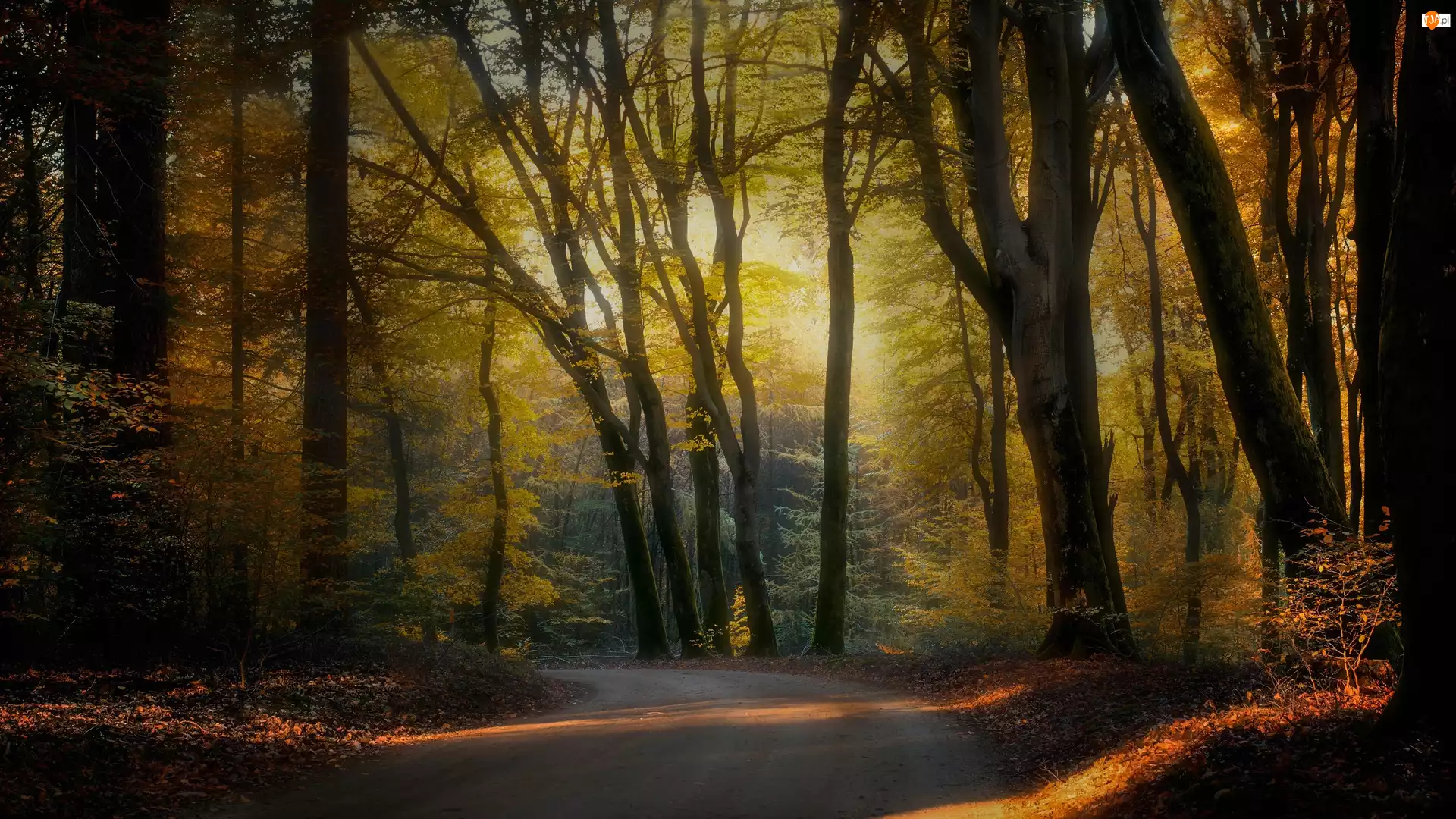Las, Drzewa, Przebijające światło, Jesień, Mgła, Droga, Liście