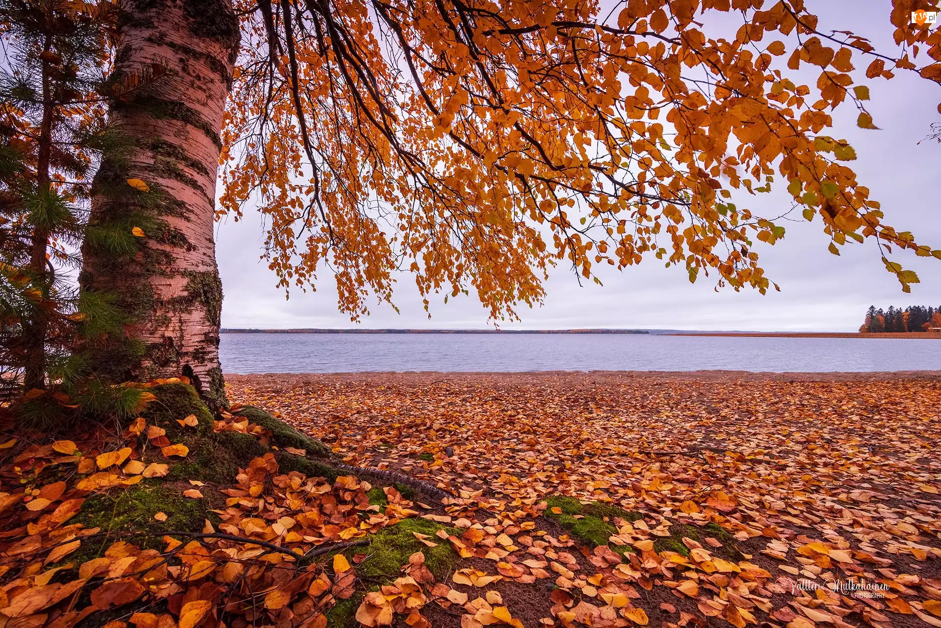 Drzewo, Brzoza, Jesień, Jezioro, Liście
