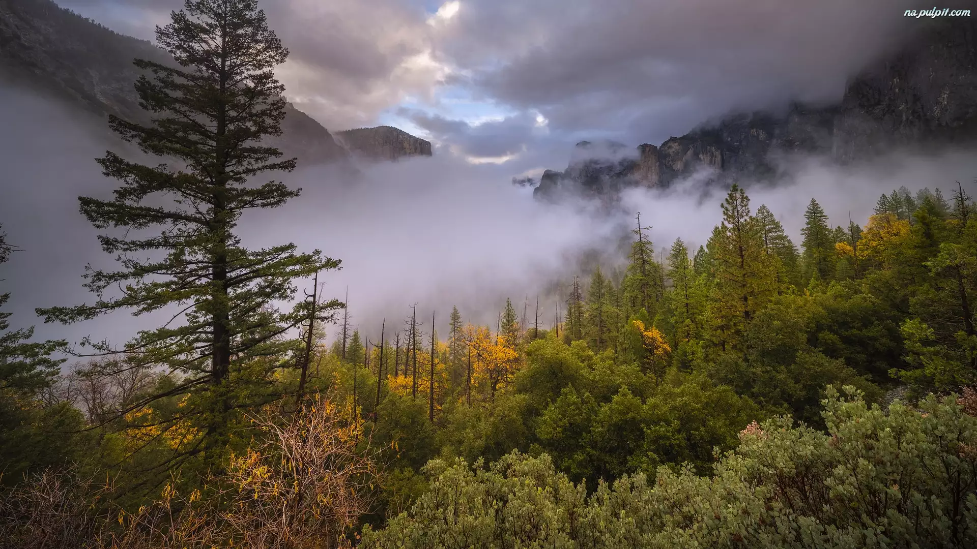Mgła, Drzewa, Stany Zjednoczone, Góry, Kalifornia, Park Narodowy Yosemite, Krzewy