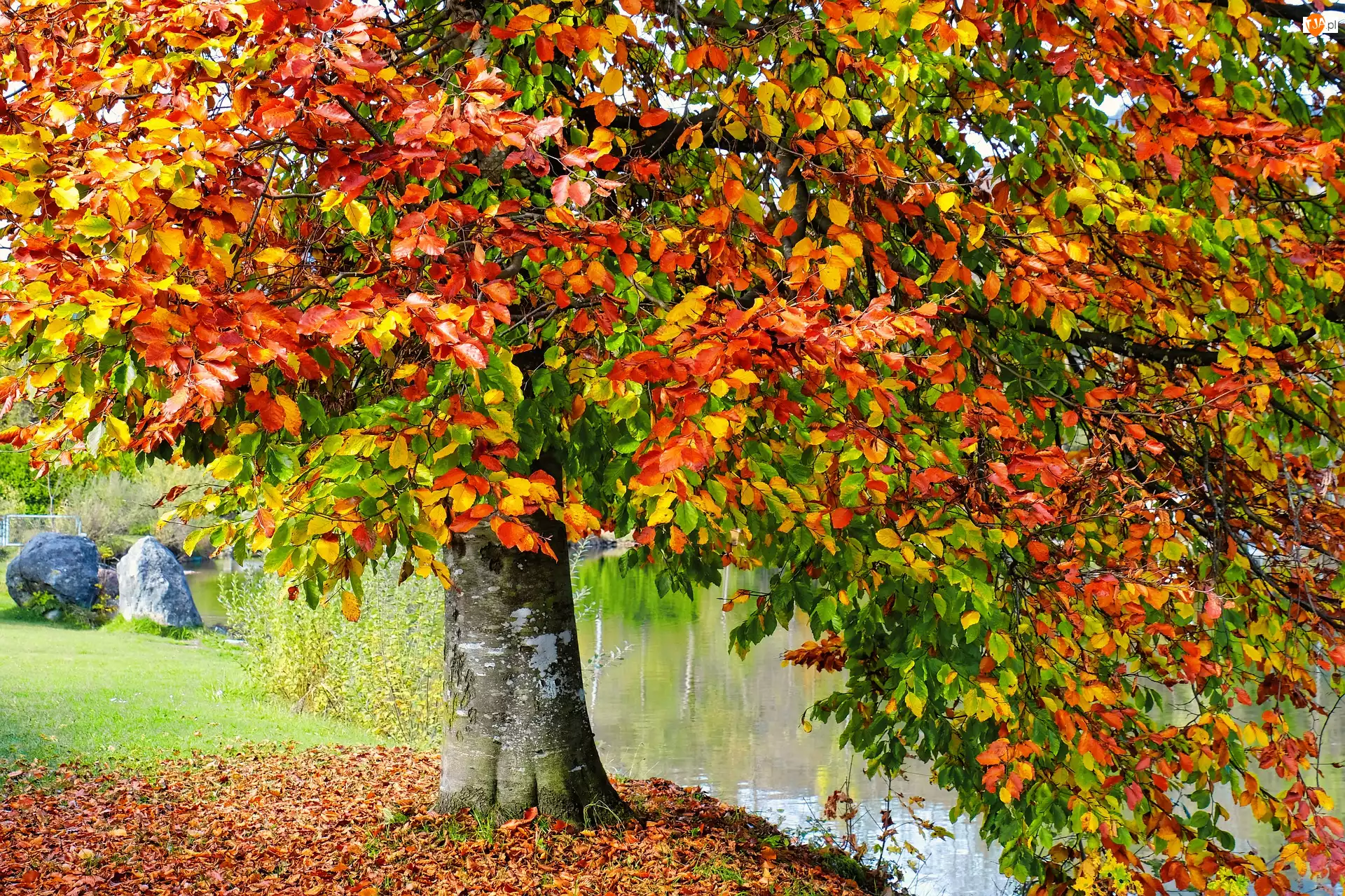 Rzeka, Jesień, Drzewo, Buk