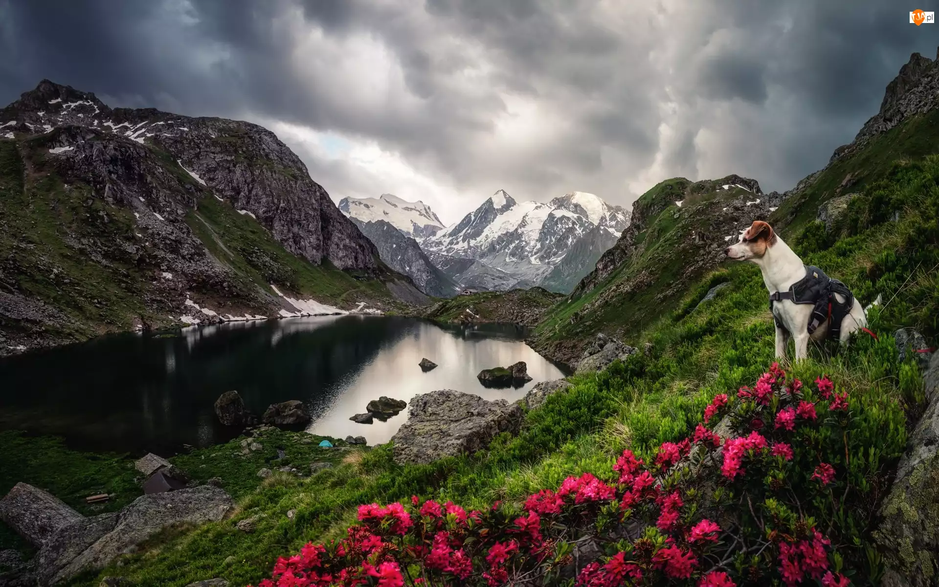 Jezioro, Góry, Kwiaty, Chmury, Pies, Różaneczniki