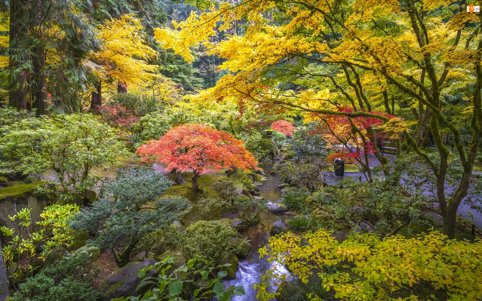 Jesień, Ogród japoński, Drzewa