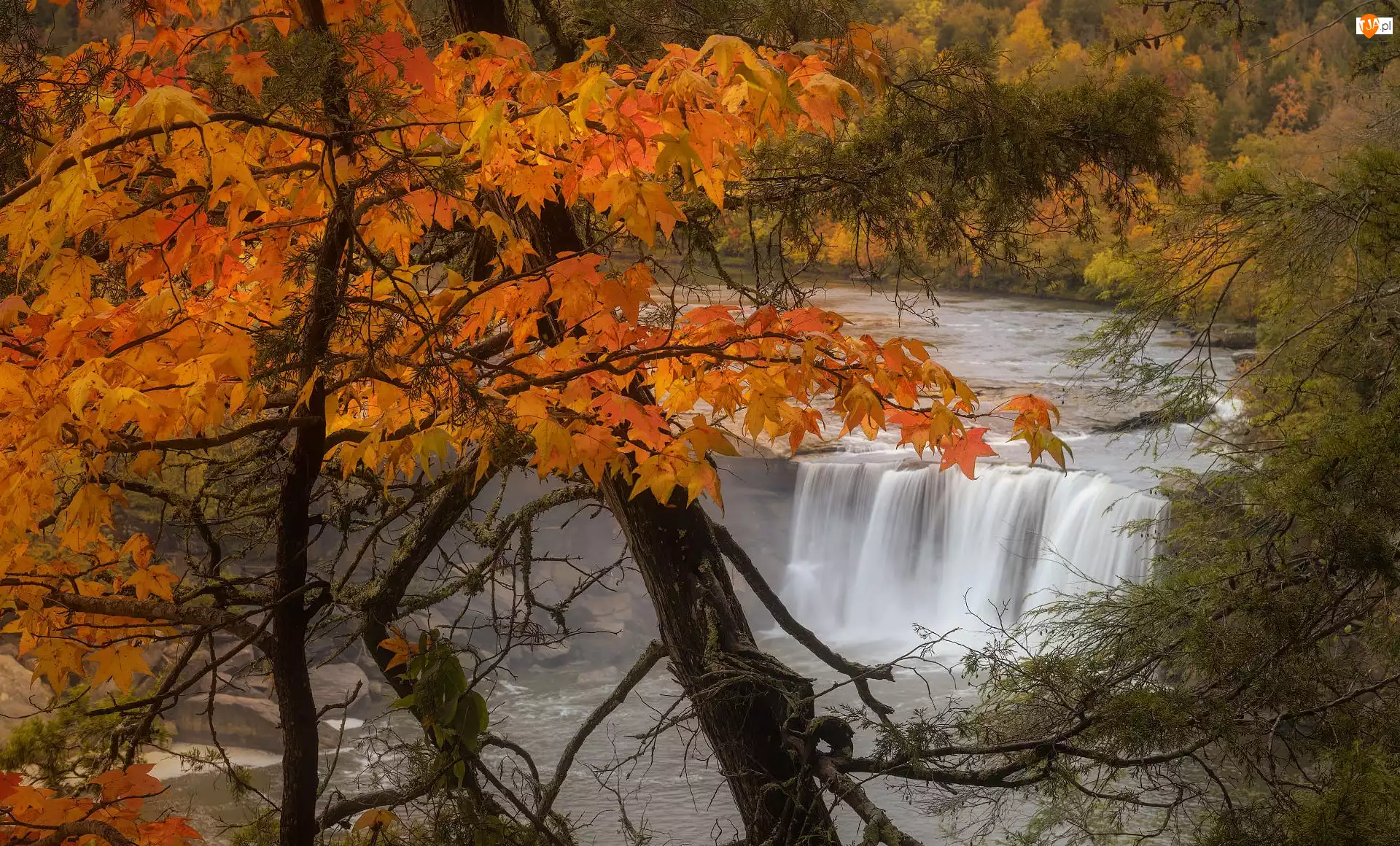 Cumberland Falls, Wodospad, Jesień, Stany Zjednoczone, Drzewa, Kentucky