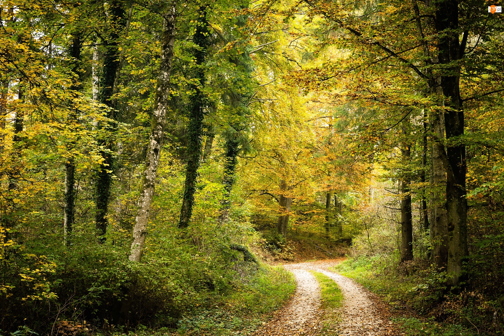 Droga, Drzewa, Dzień, Jesień, Słoneczny, Las, Ścieżka